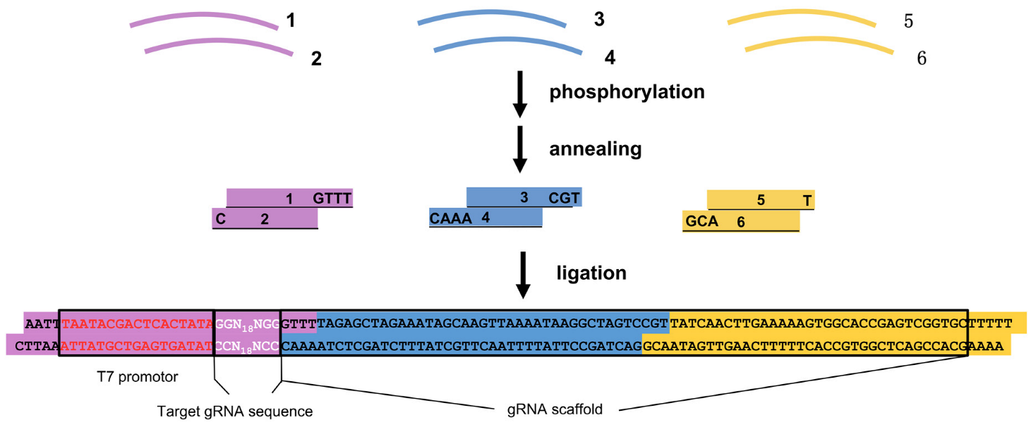 Vetsci 09 00092 g001