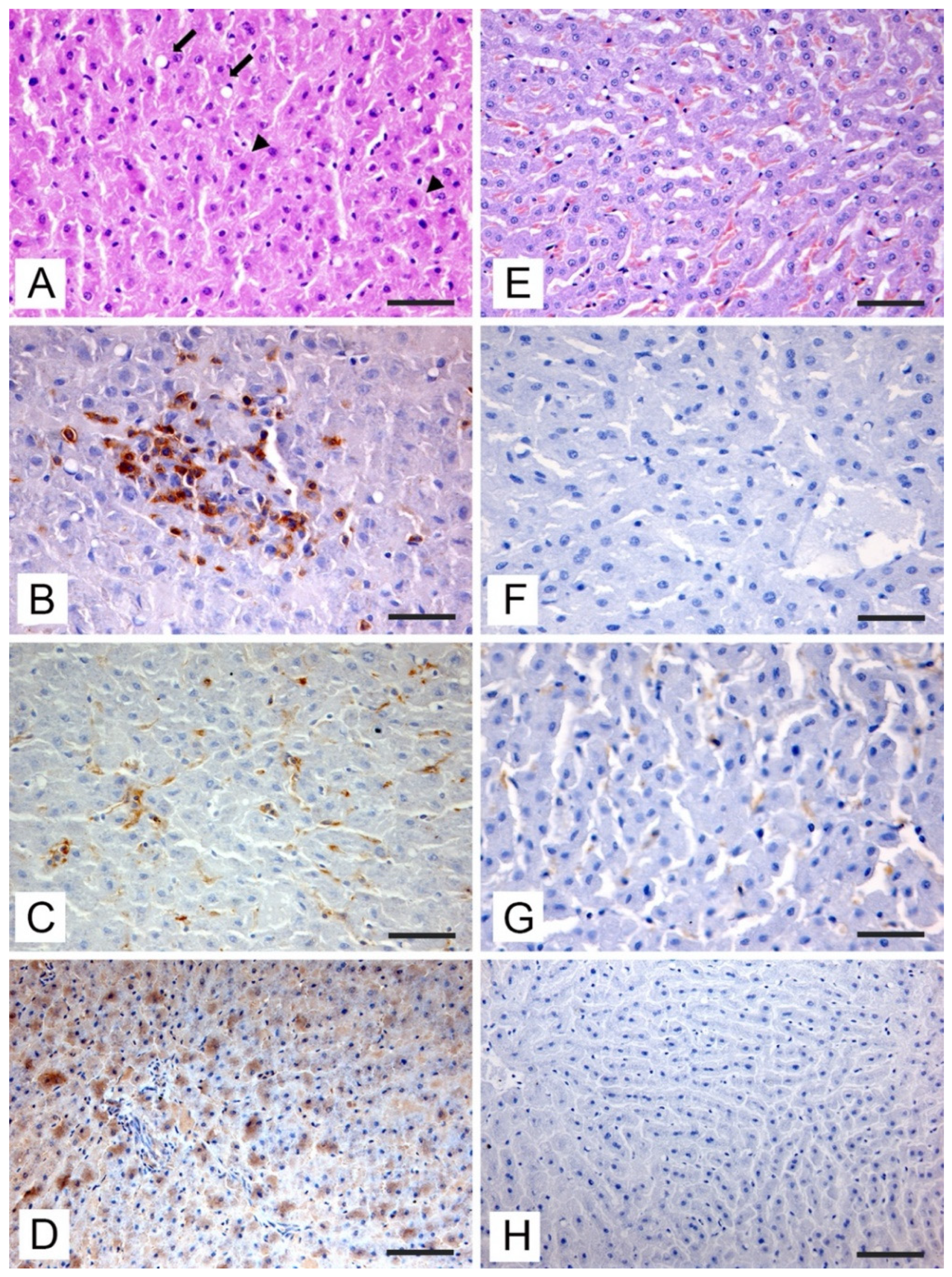 Vetsci 09 00100 g002