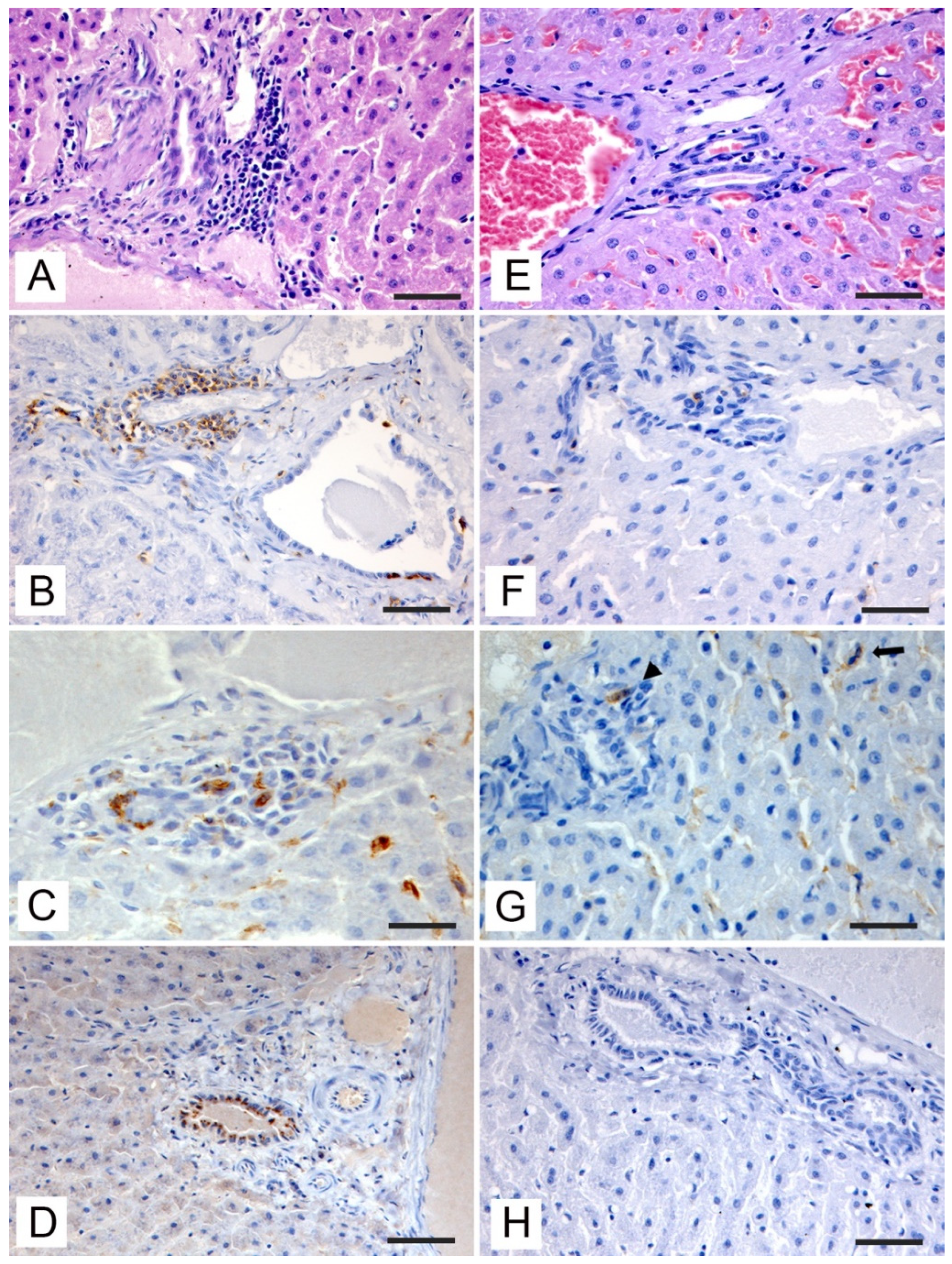 Vetsci 09 00100 g003
