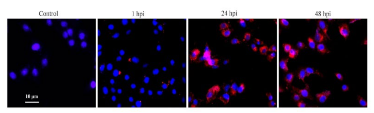 Vetsci 09 00101 g001 Vetsci 09 00101 g001