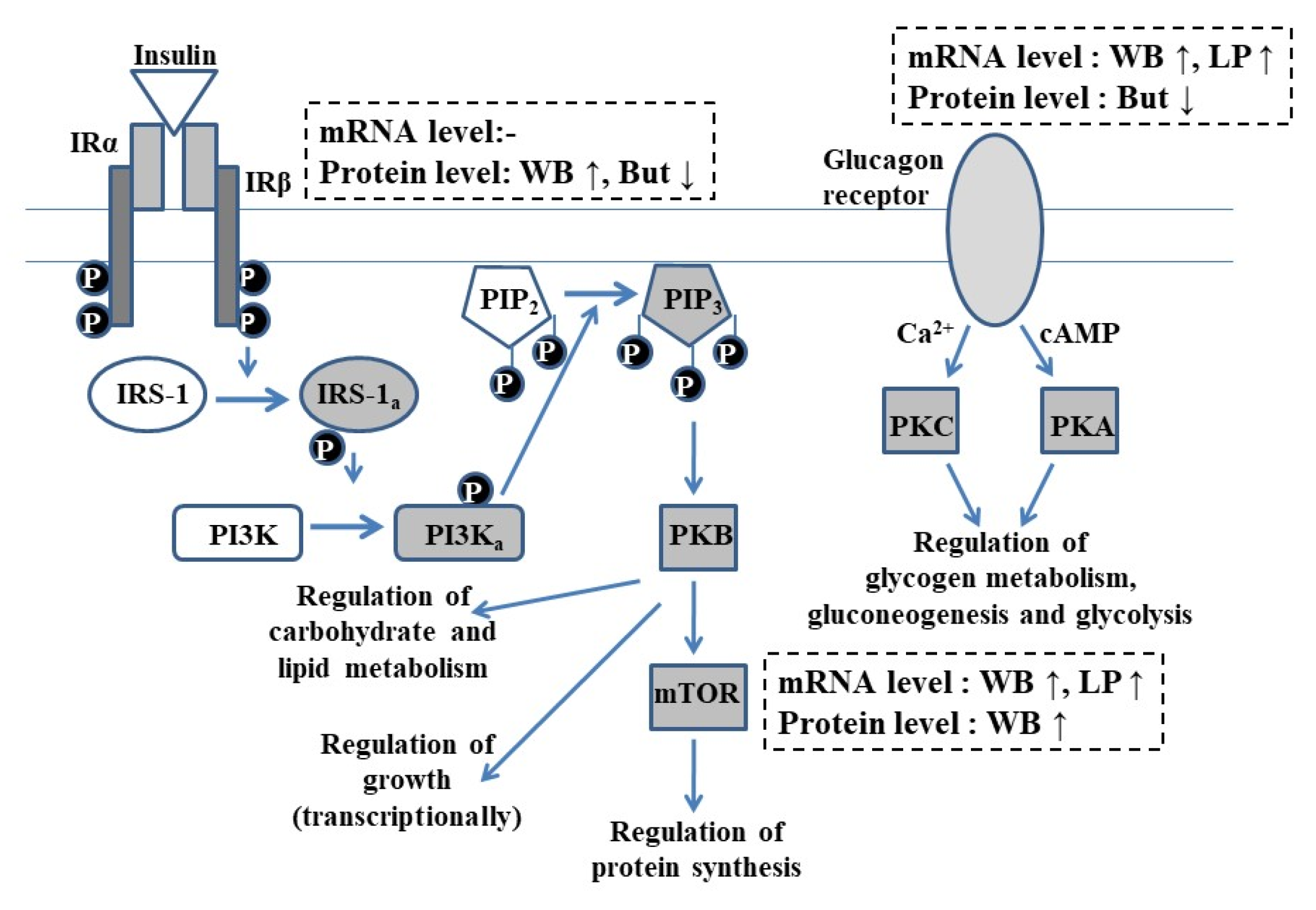 Vetsci 09 00103 g004