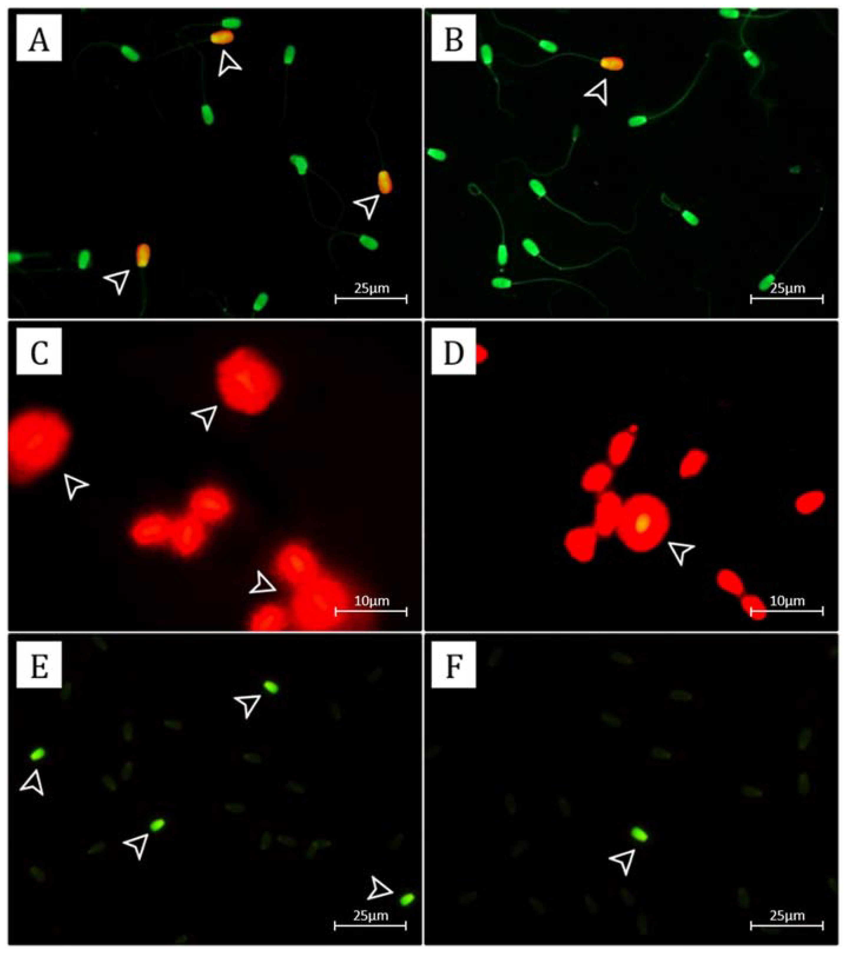 Vetsci 09 00111 g001