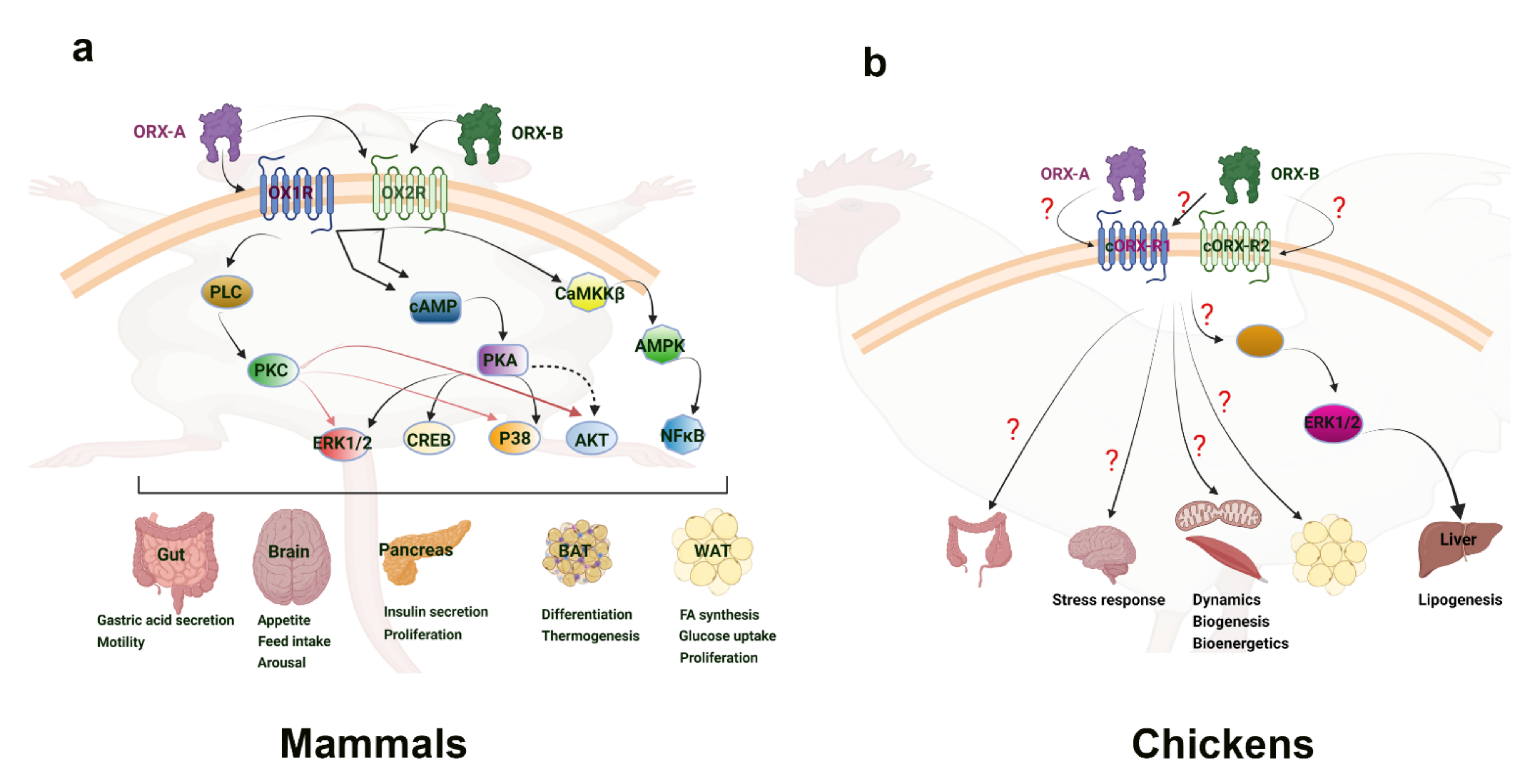 Vetsci 09 00112 g002