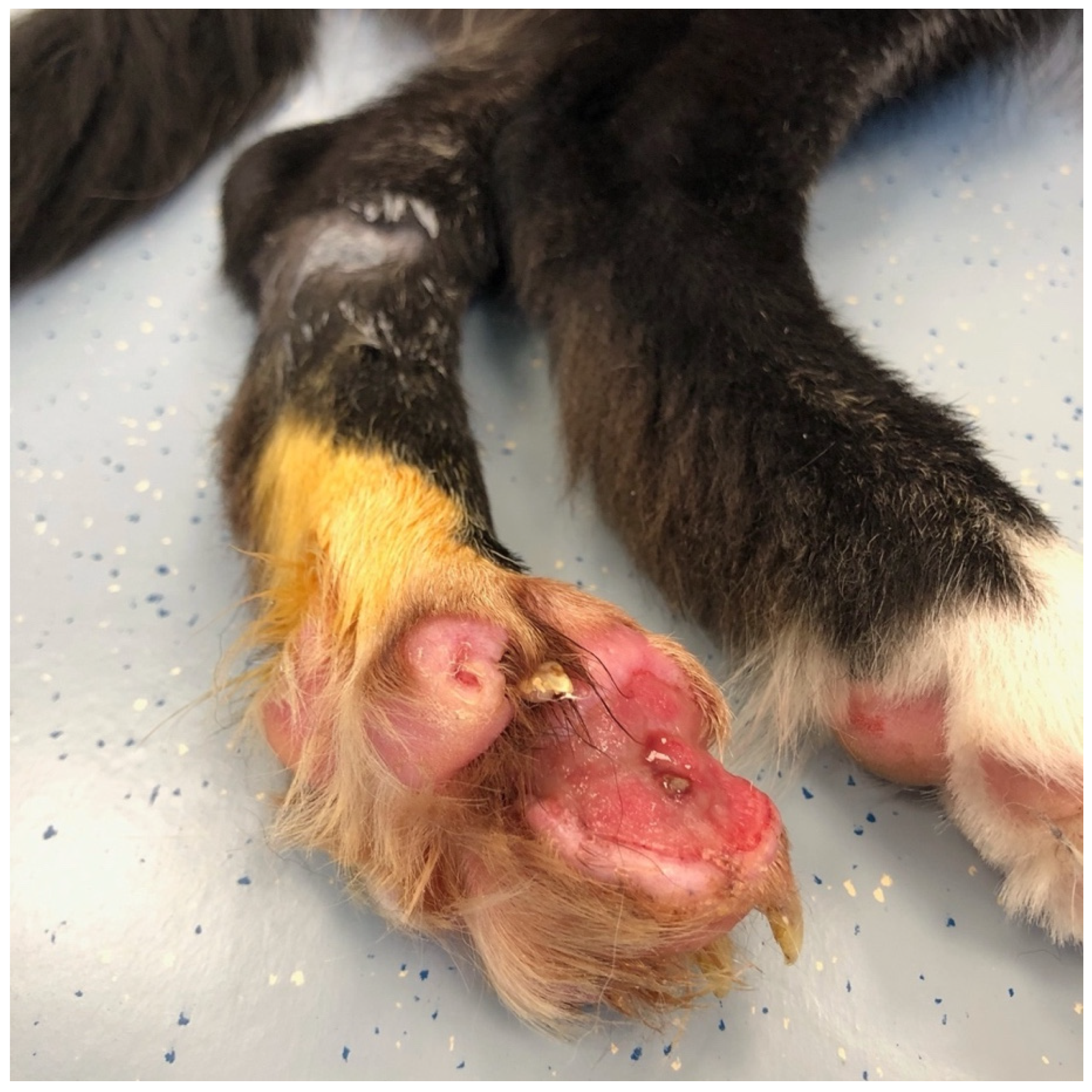 Vetsci 09 00127 g001 Vetsci 09 00127 g001