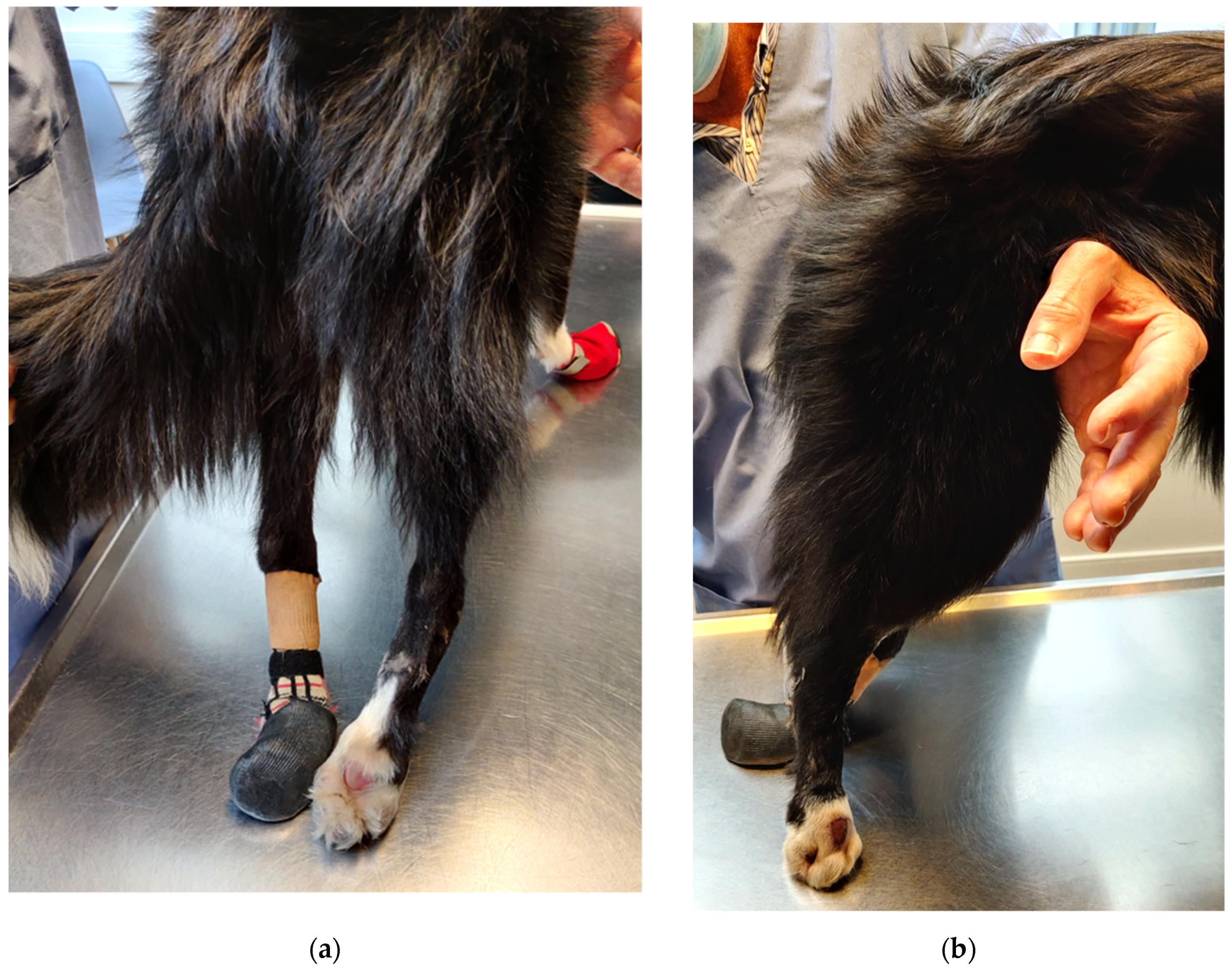 Vetsci 09 00127 g002 Vetsci 09 00127 g002