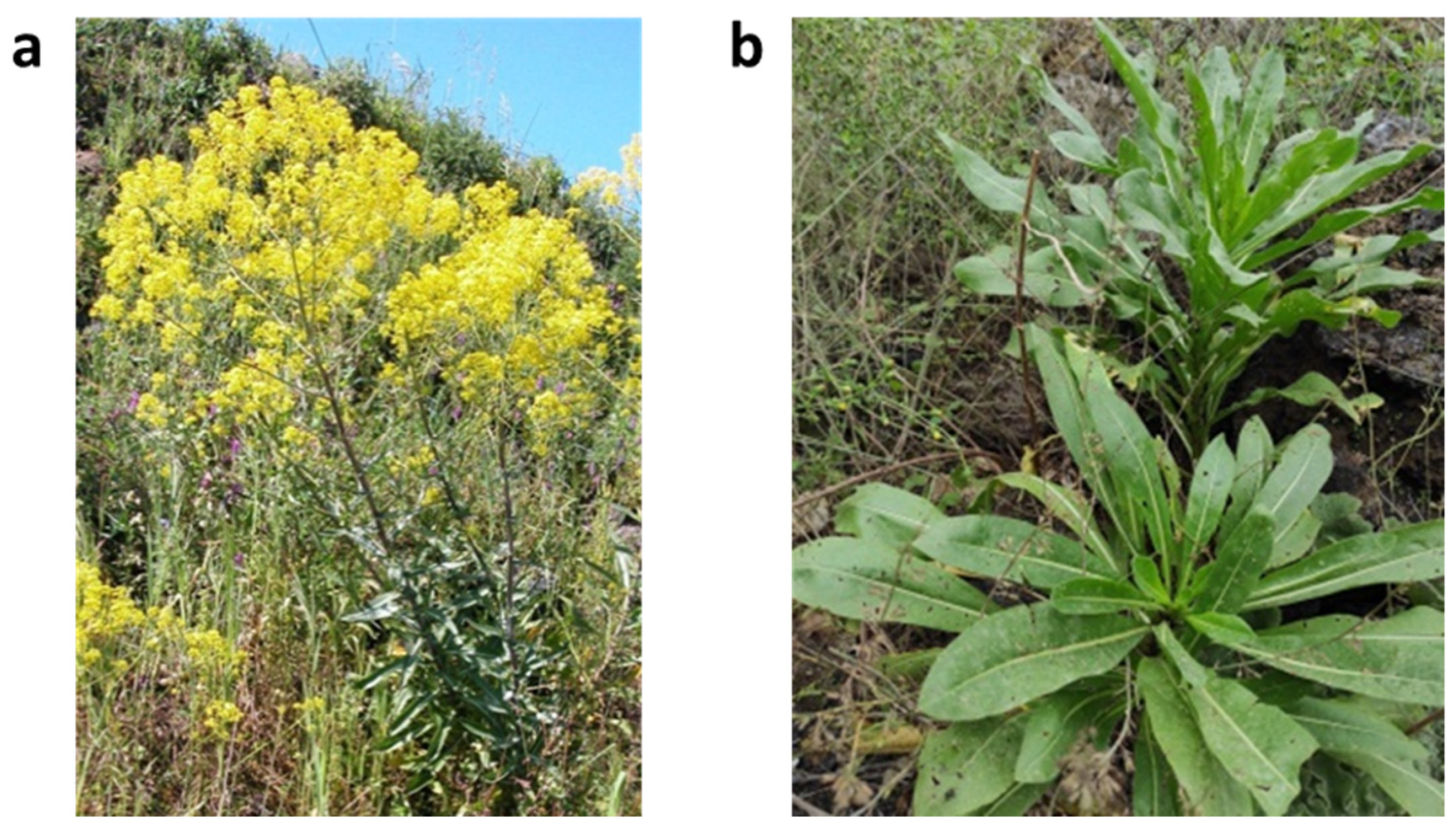 Vetsci 09 00129 g001