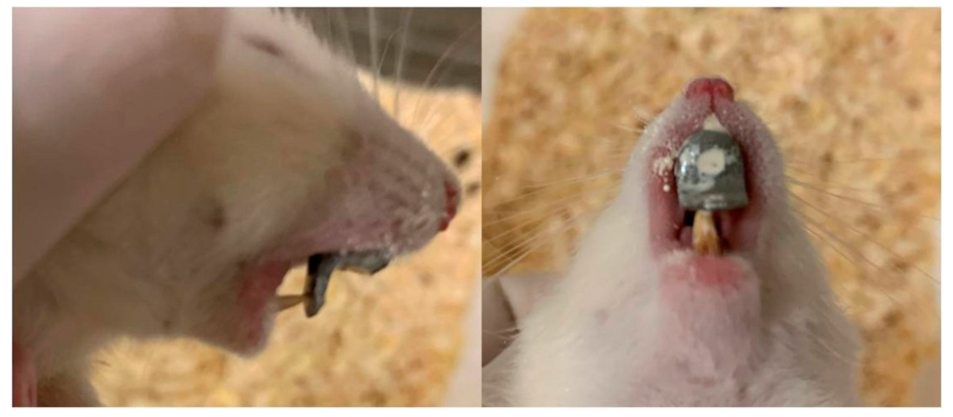 Vetsci 09 00144 g001 Vetsci 09 00144 g001