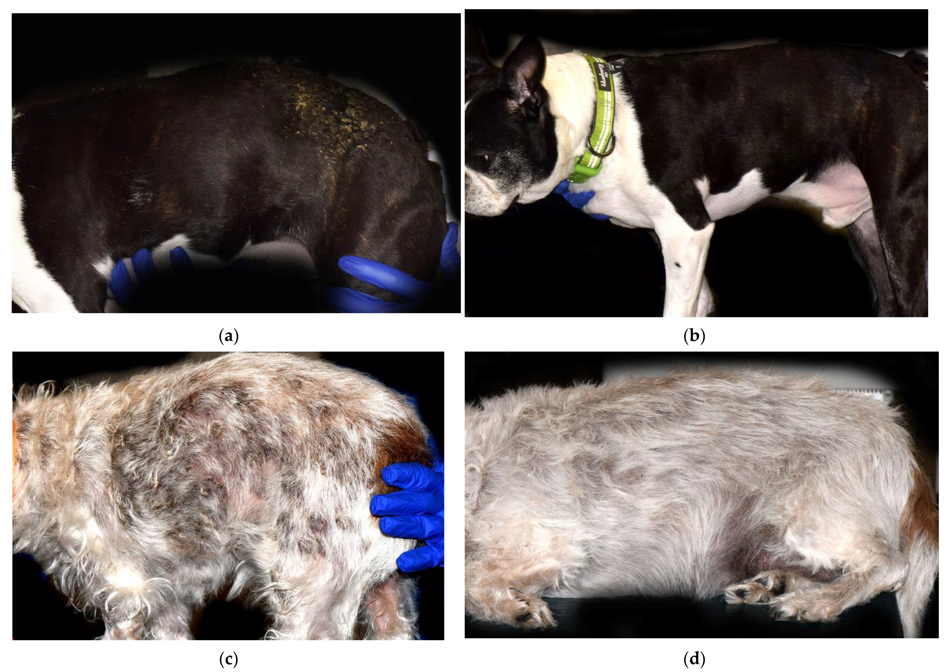 Vetsci 09 00153 g001