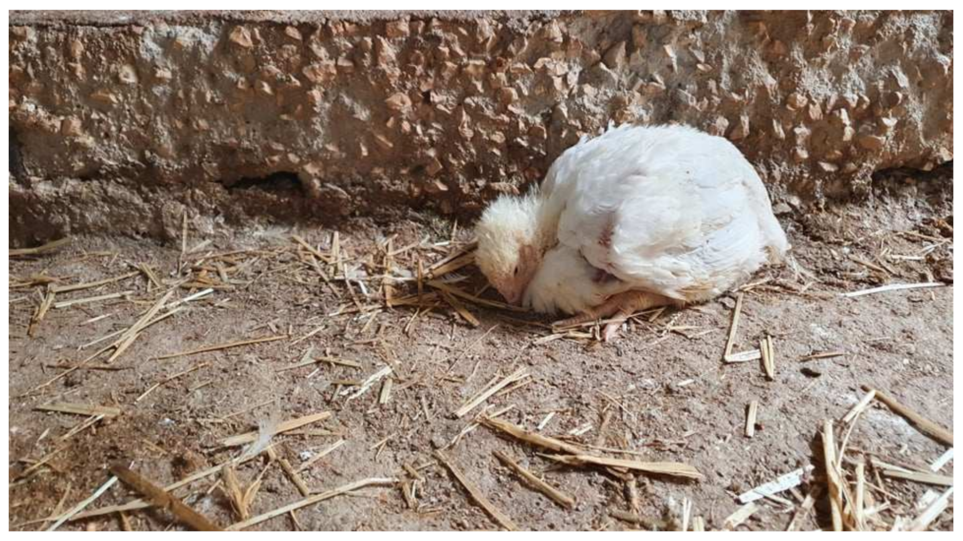 Vetsci 09 00160 g001