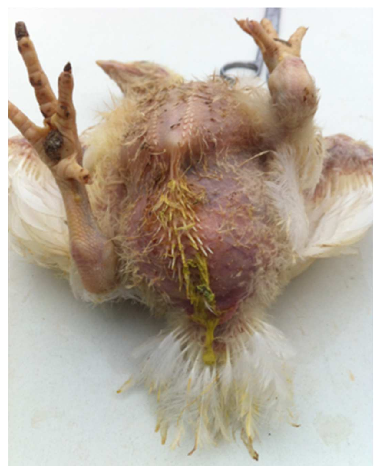 Vetsci 09 00160 g003