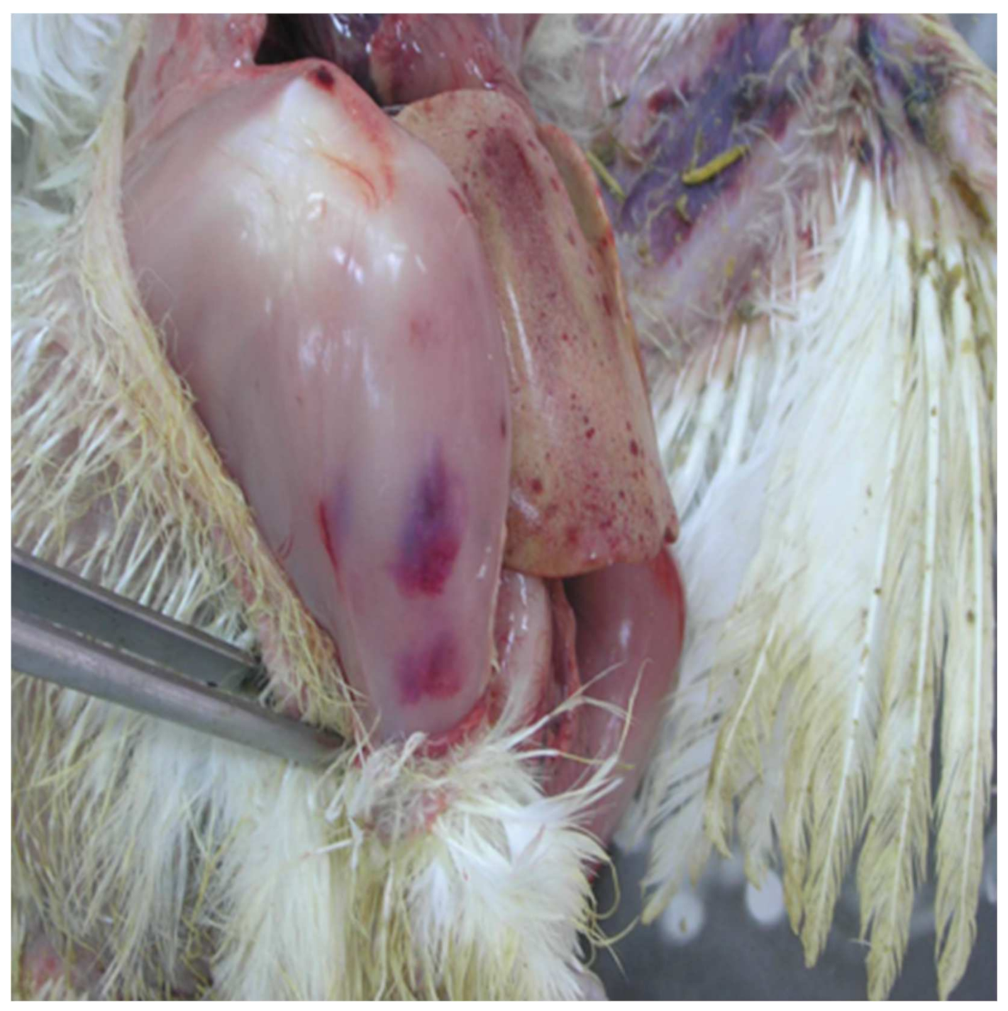 Vetsci 09 00160 g004