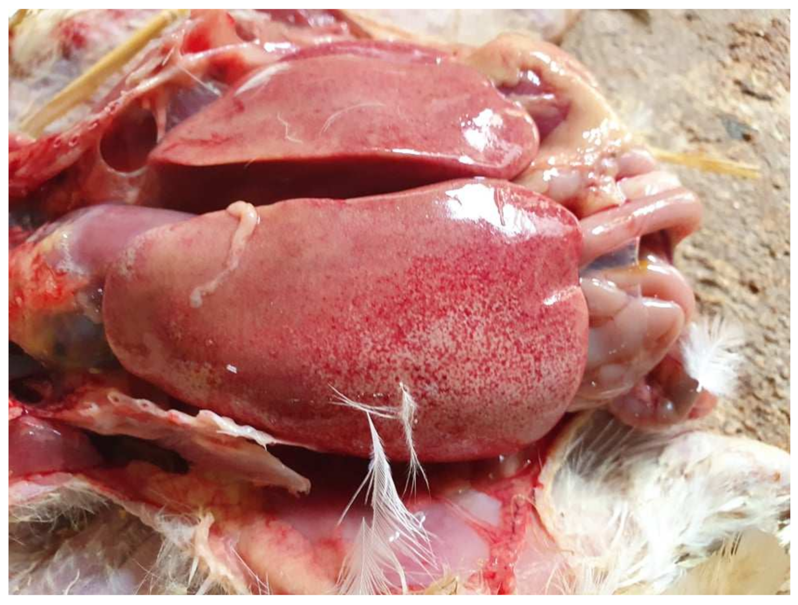 Vetsci 09 00160 g005