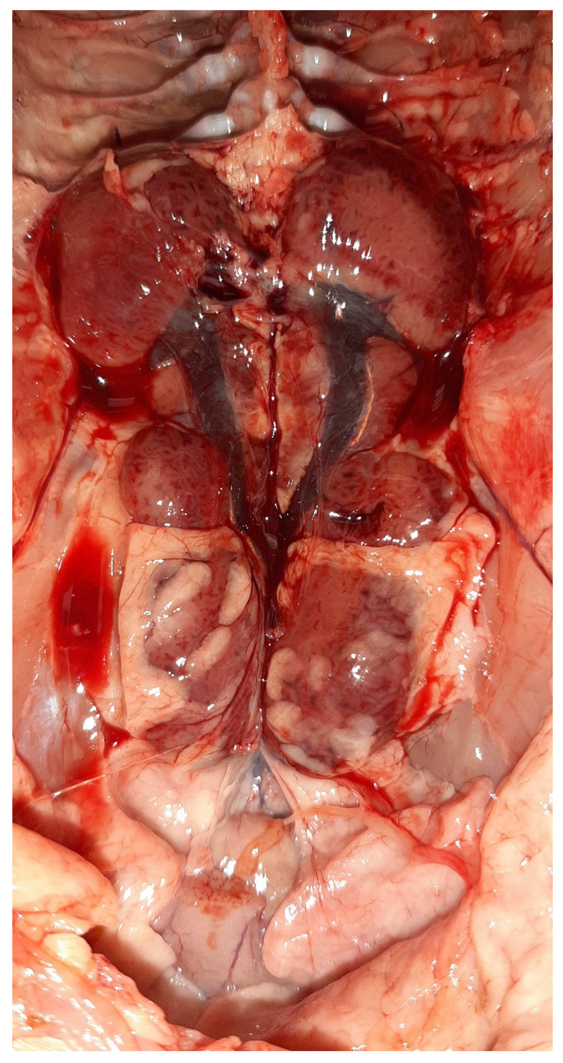 Vetsci 09 00160 g006