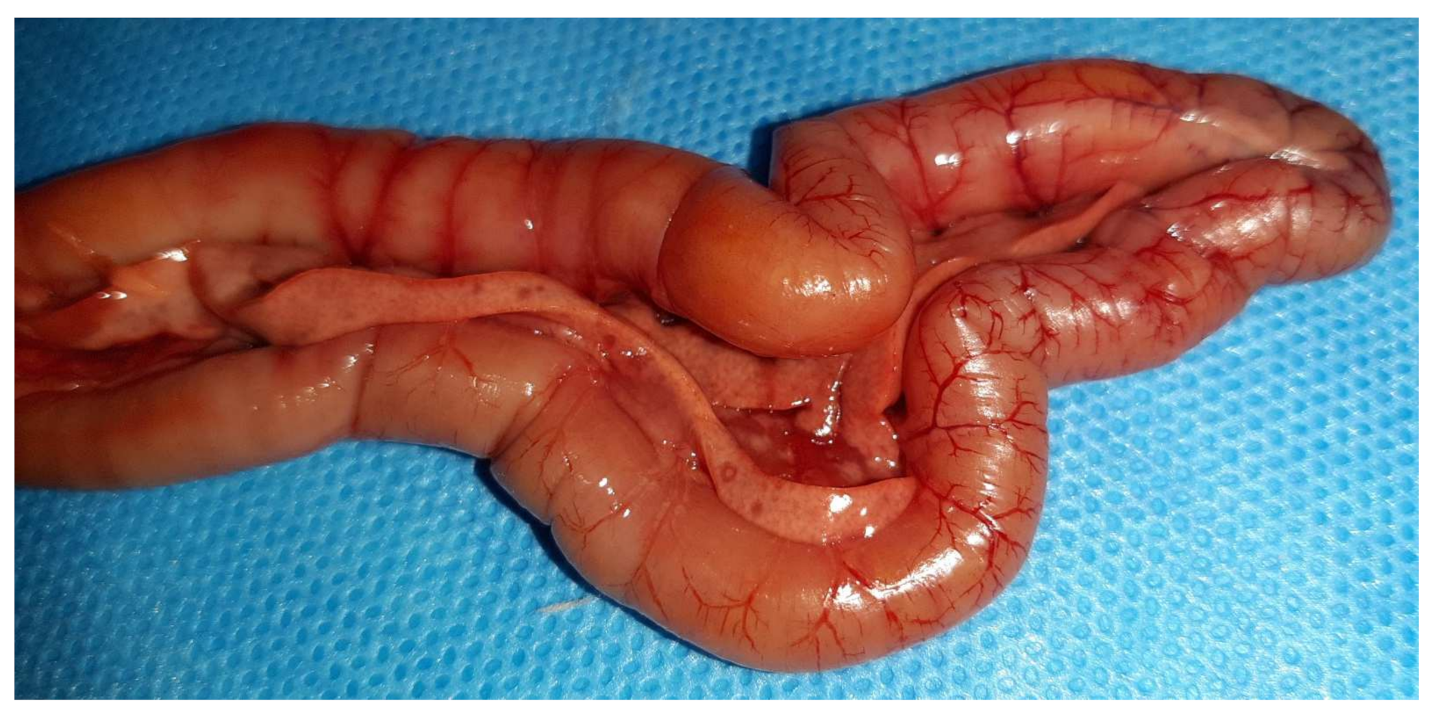 Vetsci 09 00160 g007