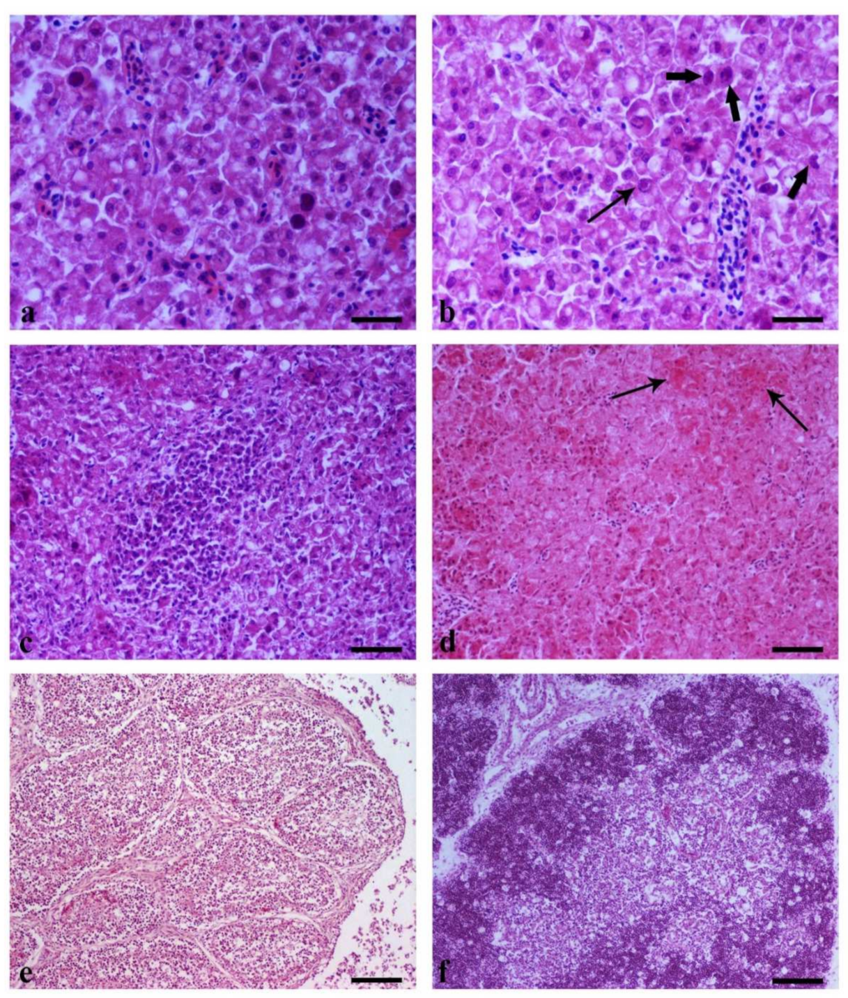 Vetsci 09 00160 g008