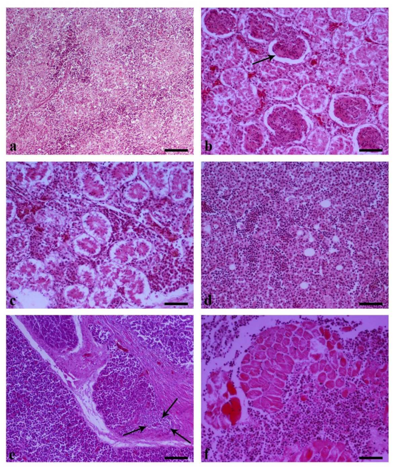 Vetsci 09 00160 g009