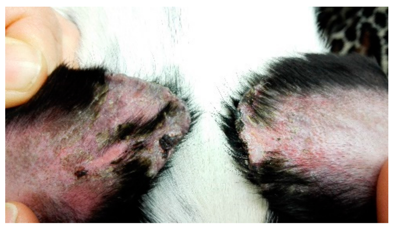 Vetsci 09 00161 g002