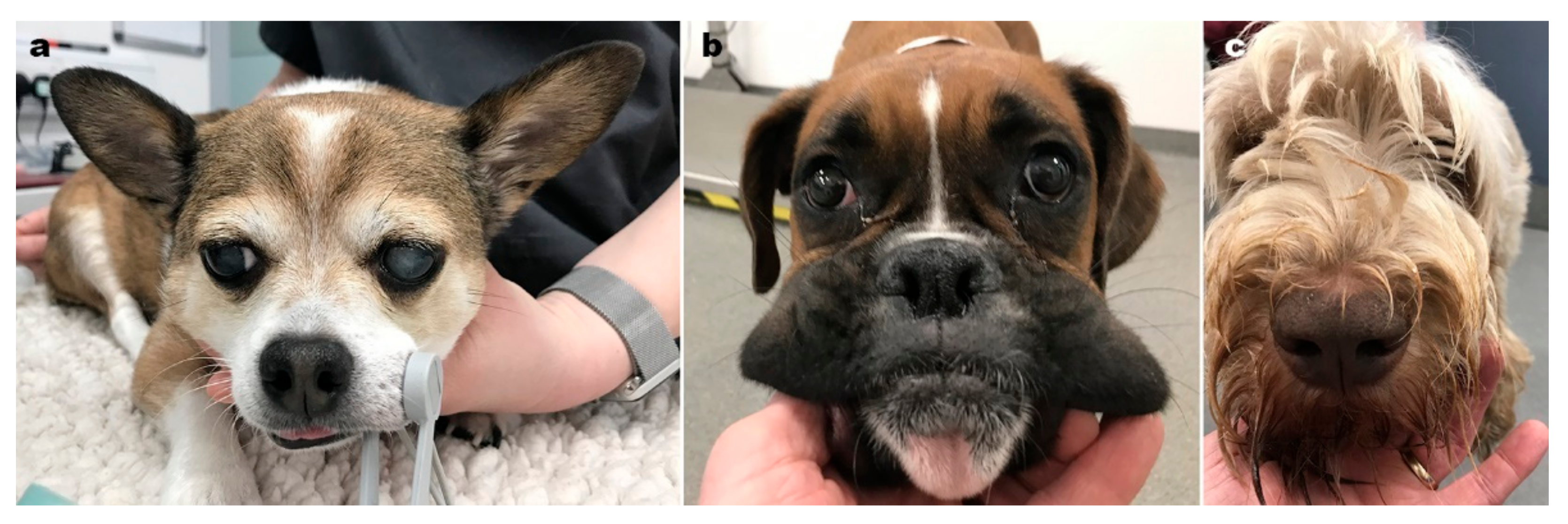 Vetsci 09 00161 g004