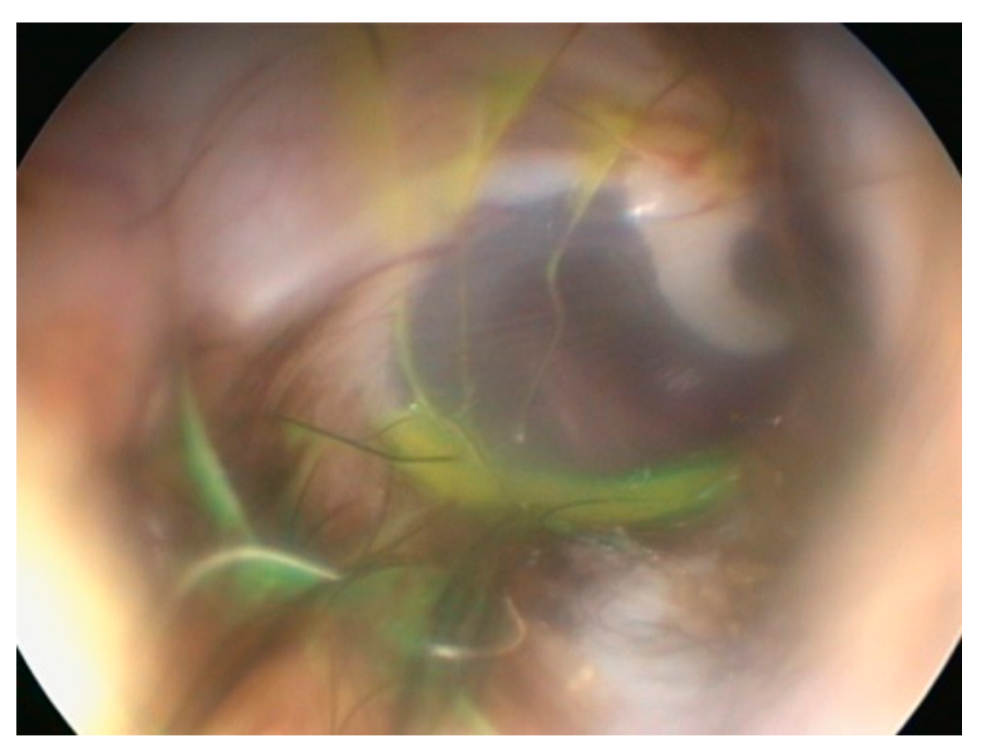 Vetsci 09 00161 g005