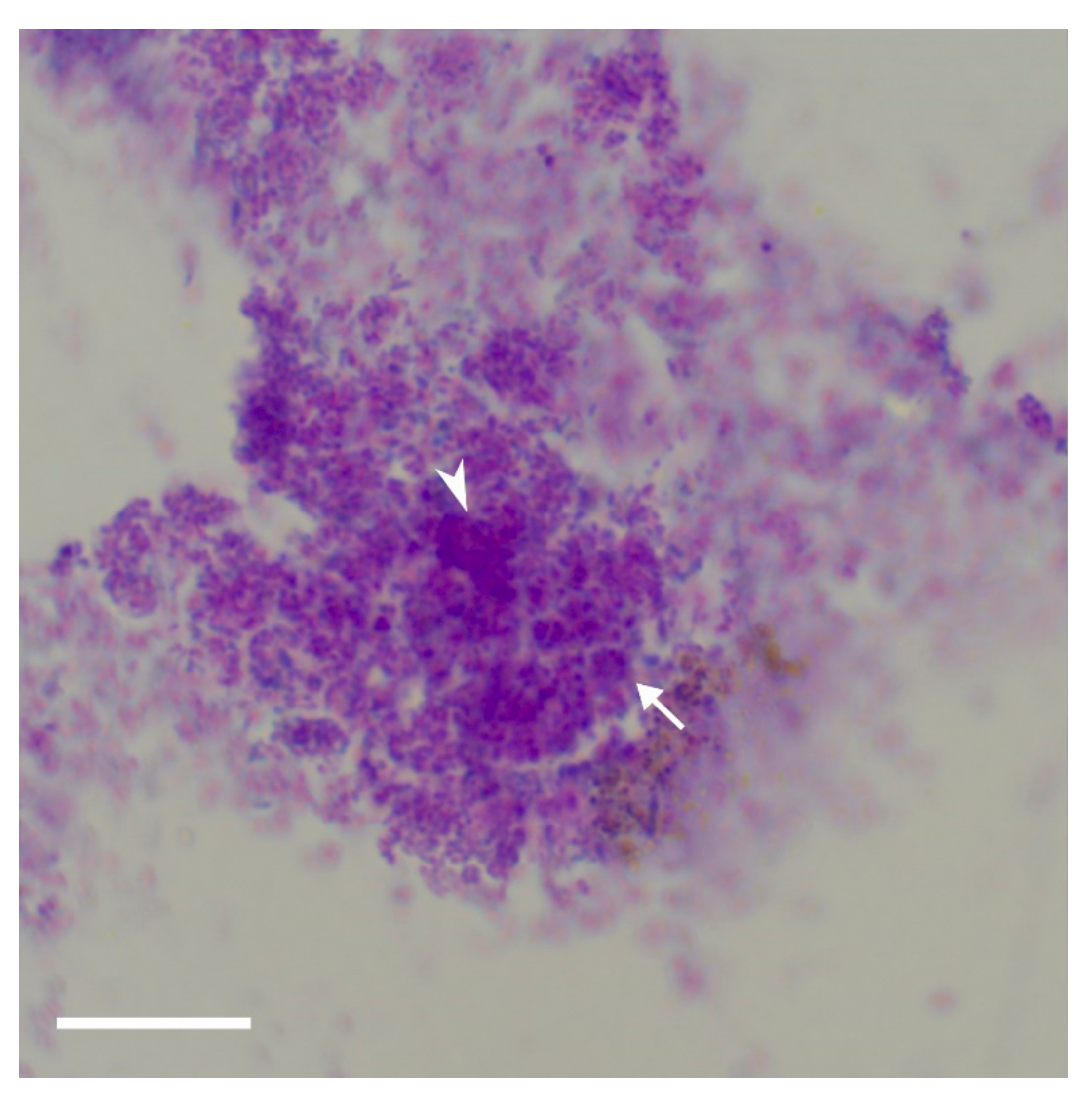 Vetsci 09 00161 g007