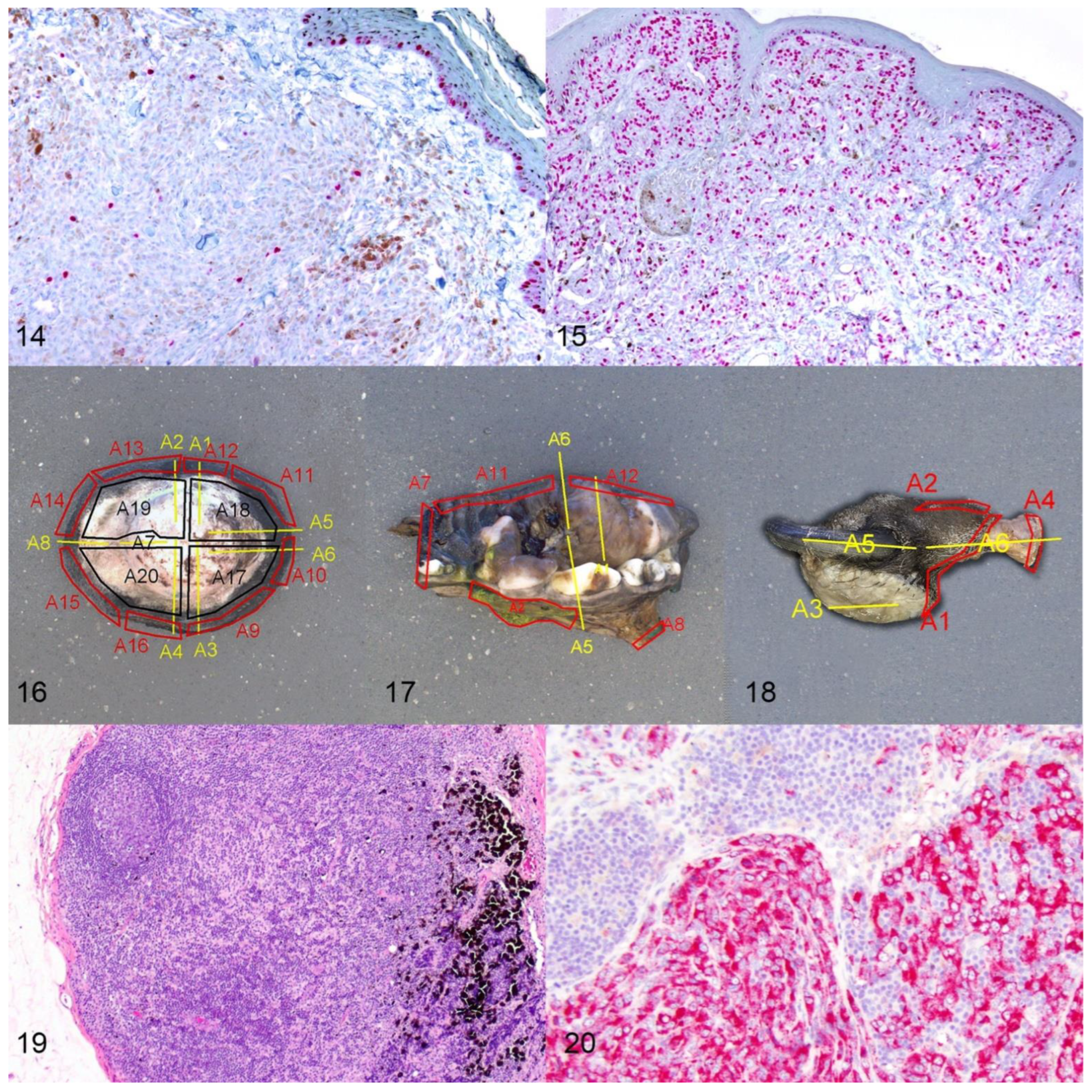 Vetsci 09 00175 g006