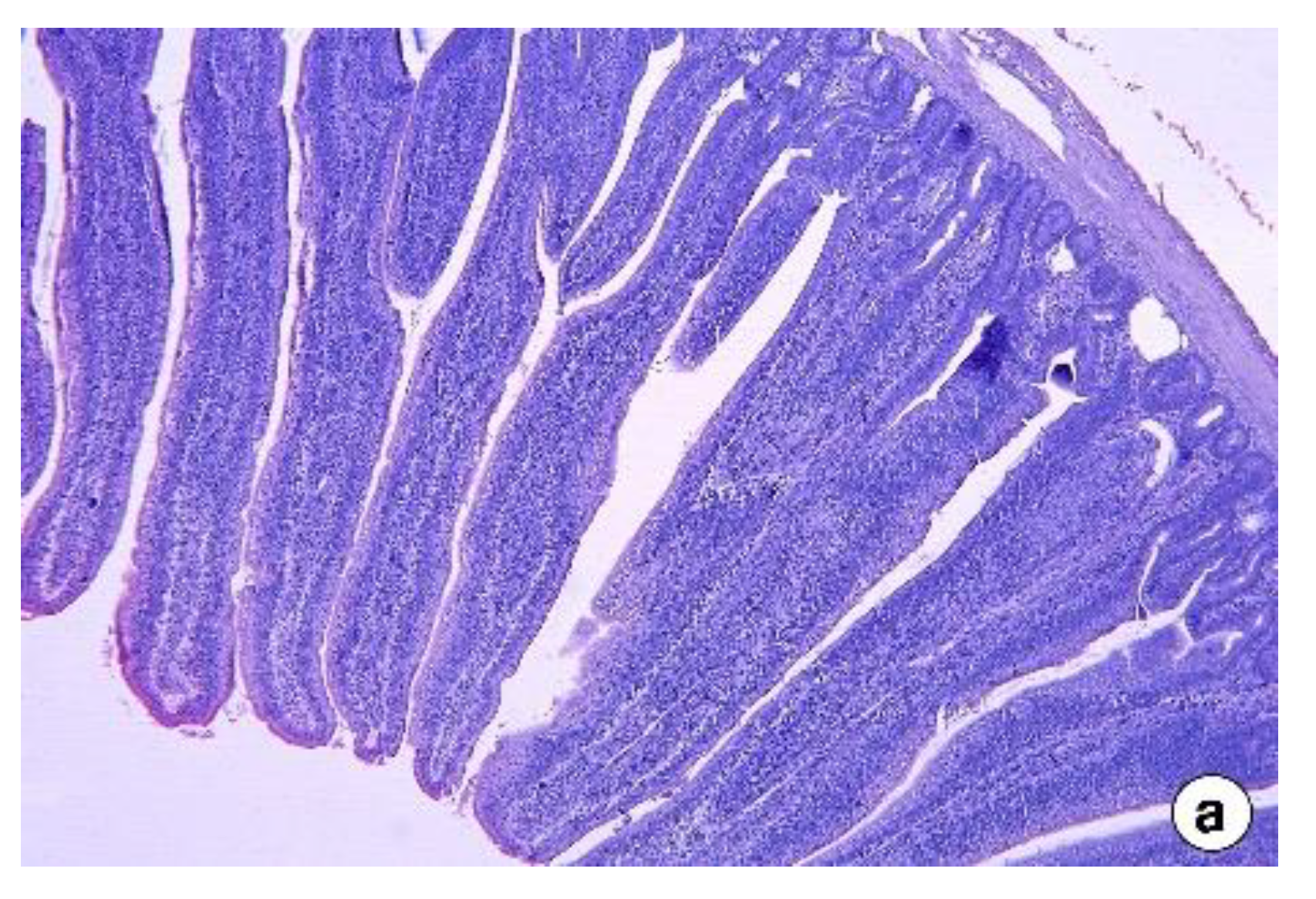 Vetsci 09 00207 g001a