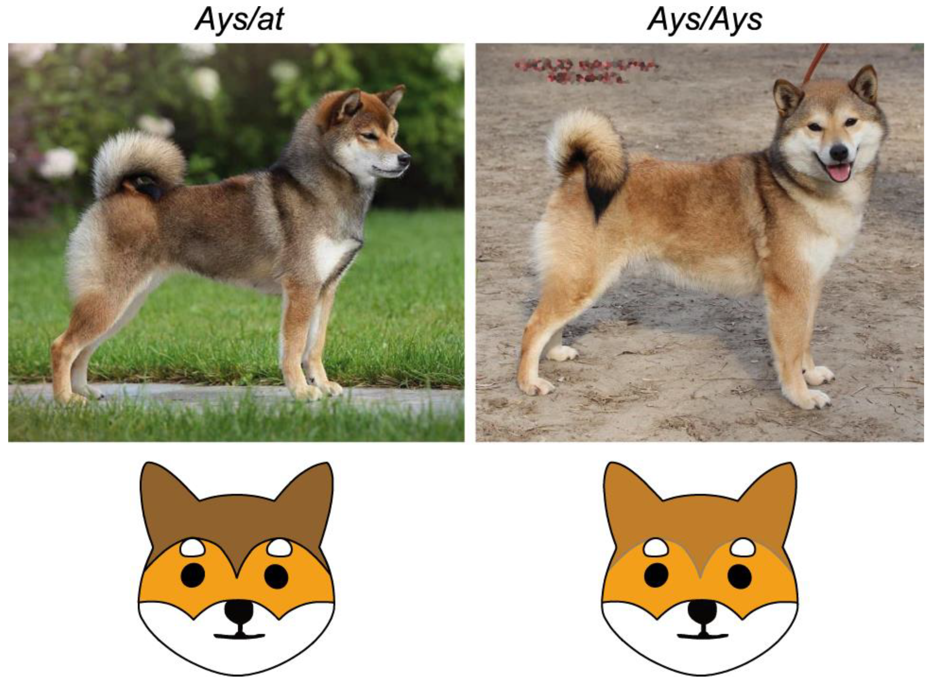 Vetsci 09 00222 g004