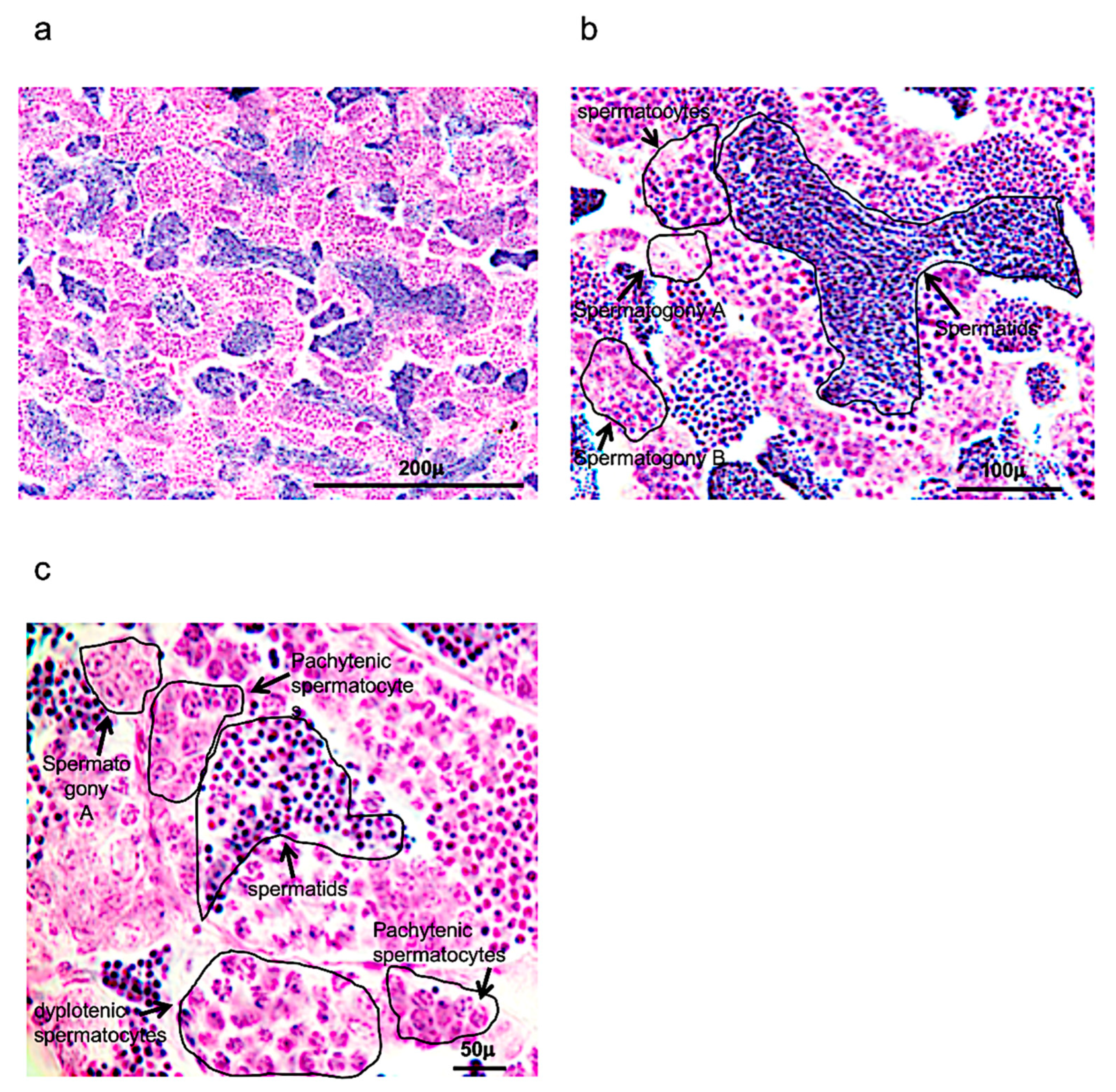 Vetsci 09 00225 g001 Vetsci 09 00225 g001