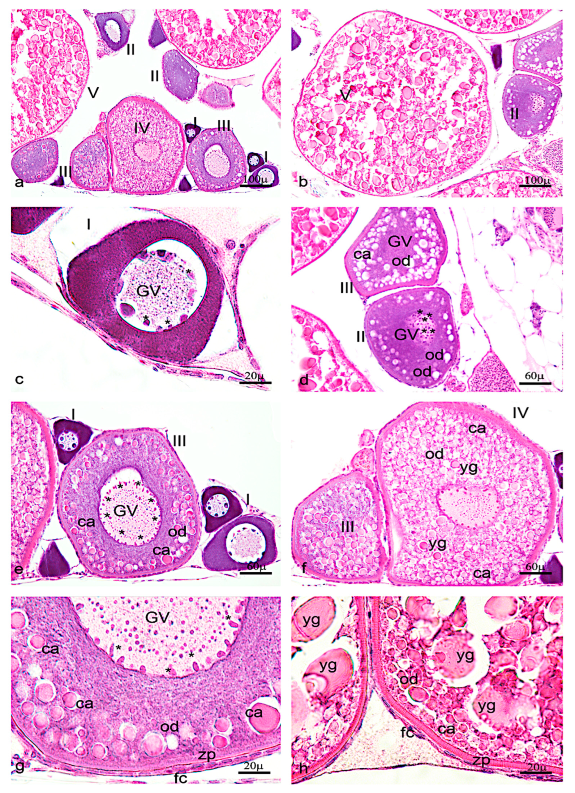 Vetsci 09 00225 g006 Vetsci 09 00225 g006