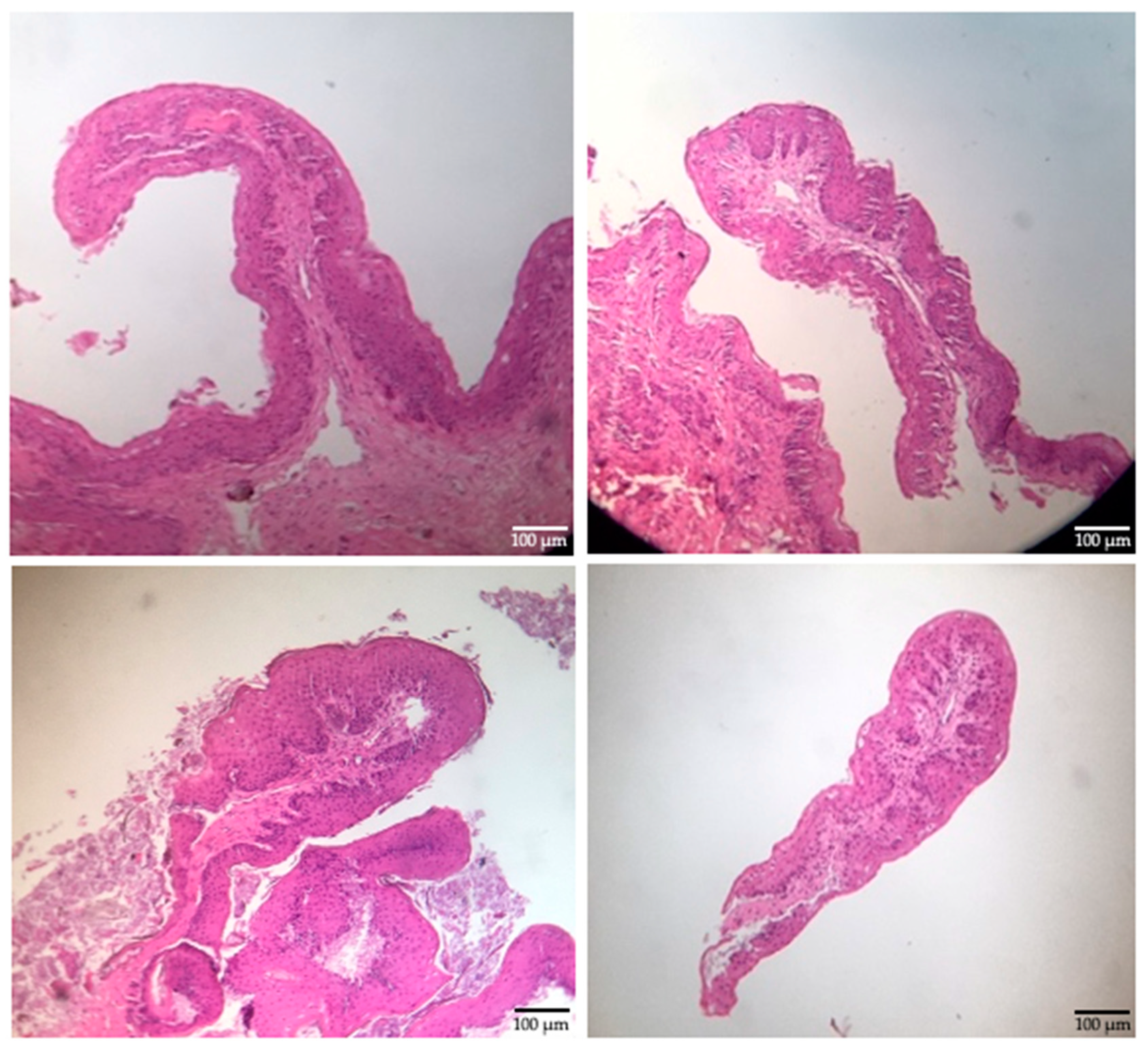 Vetsci 09 00230 g004 Vetsci 09 00230 g004