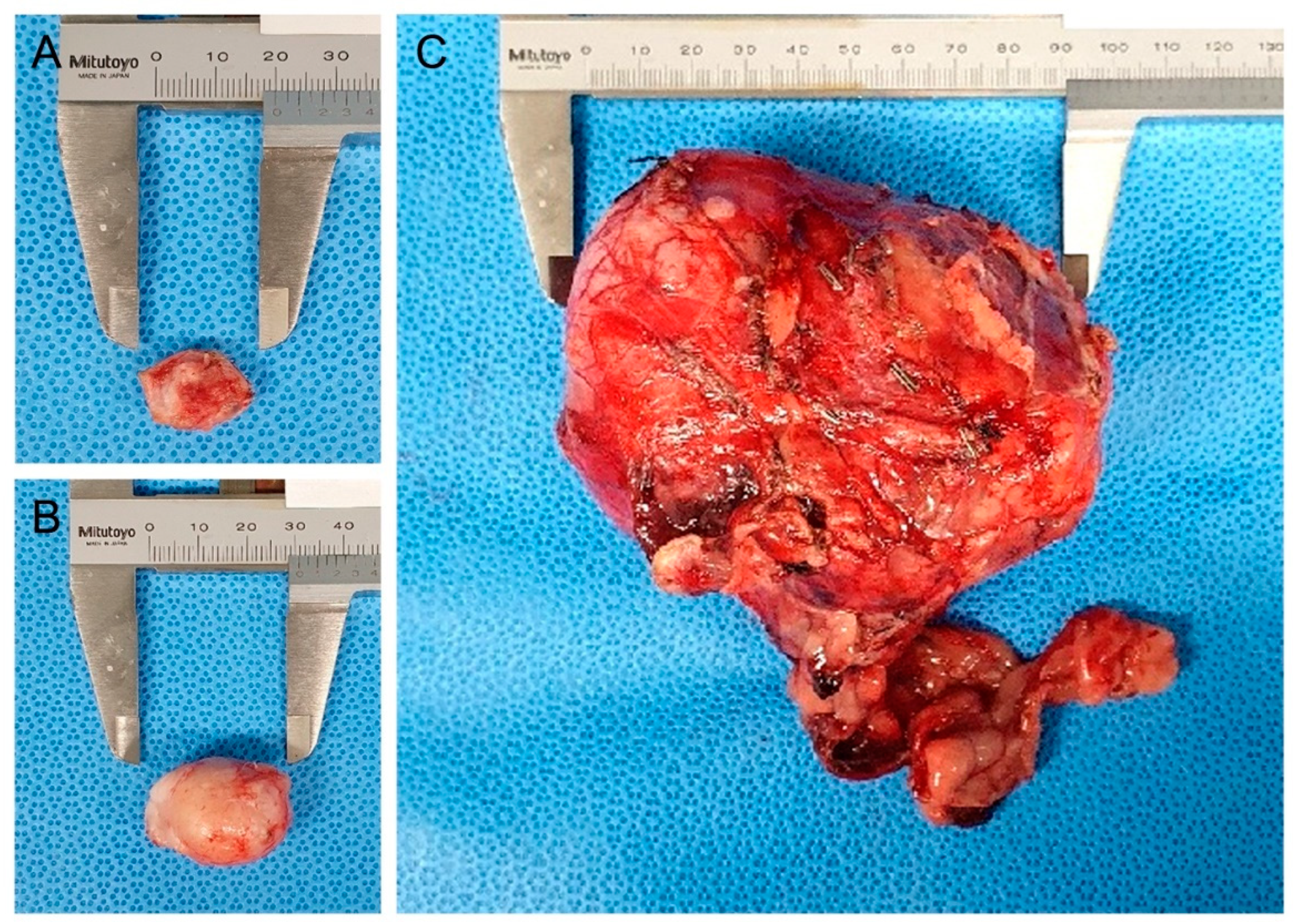 Vetsci 09 00234 g002