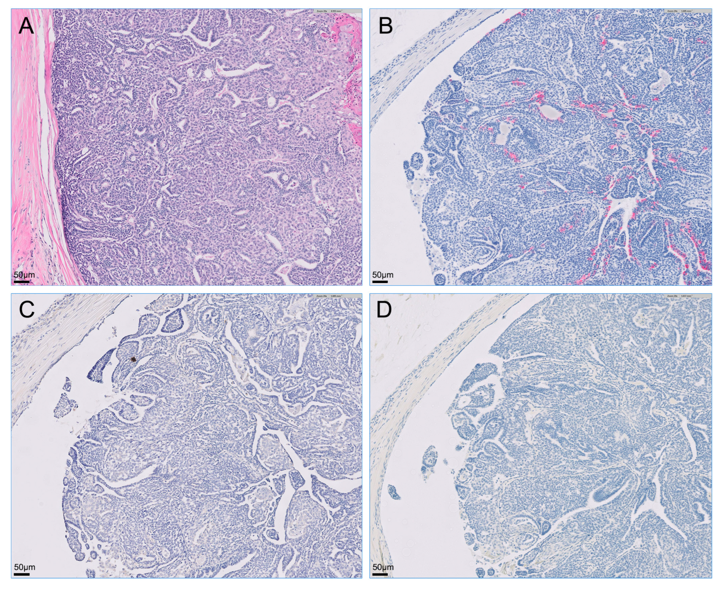 Vetsci 09 00234 g003