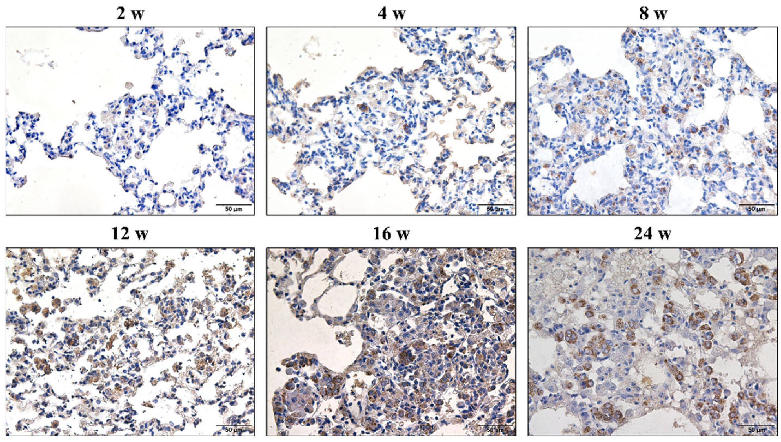 Vetsci 09 00251 g002