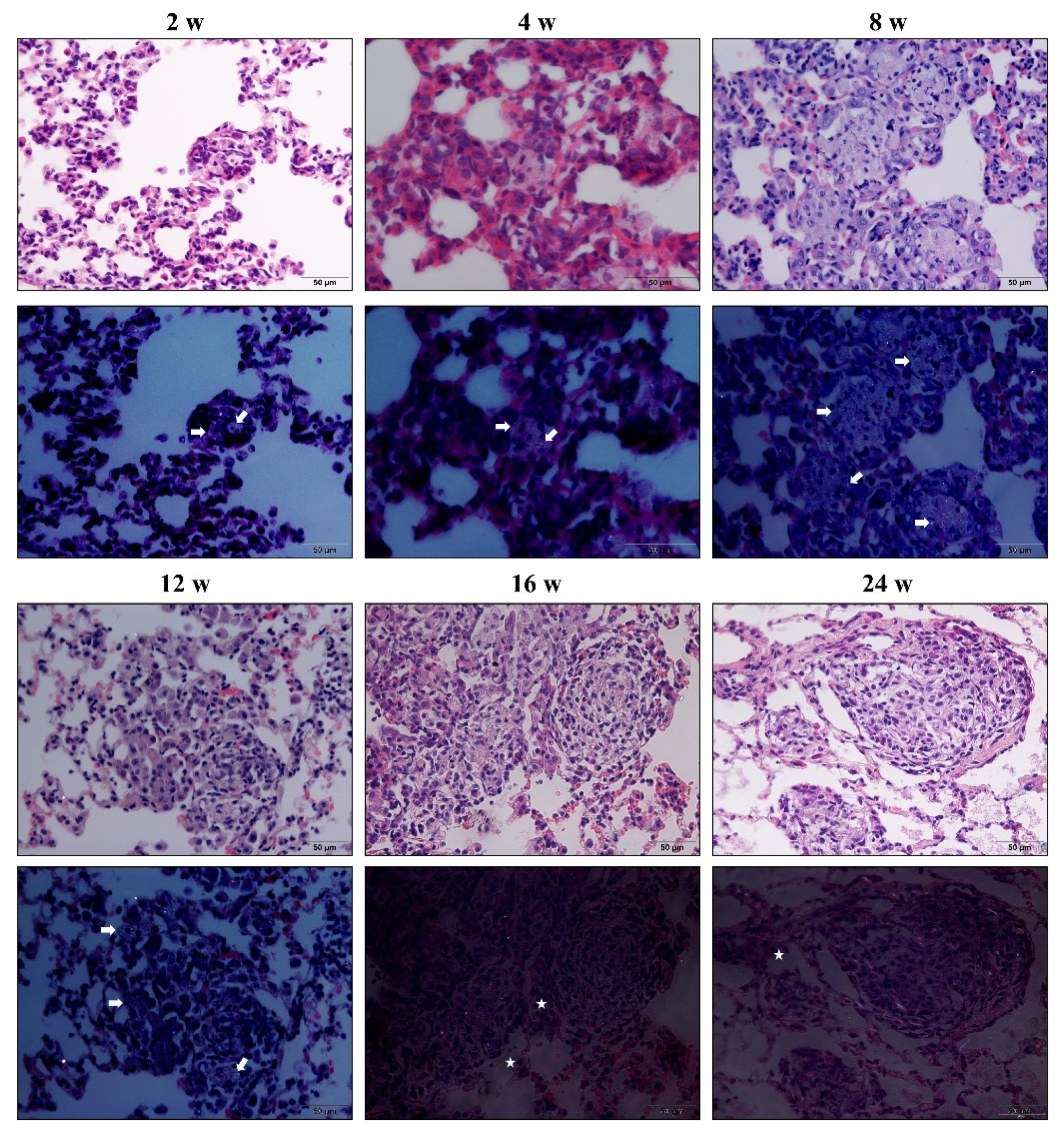 Vetsci 09 00251 g008