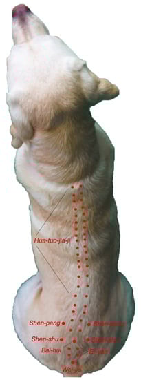 Vetsci 09 00252 g002