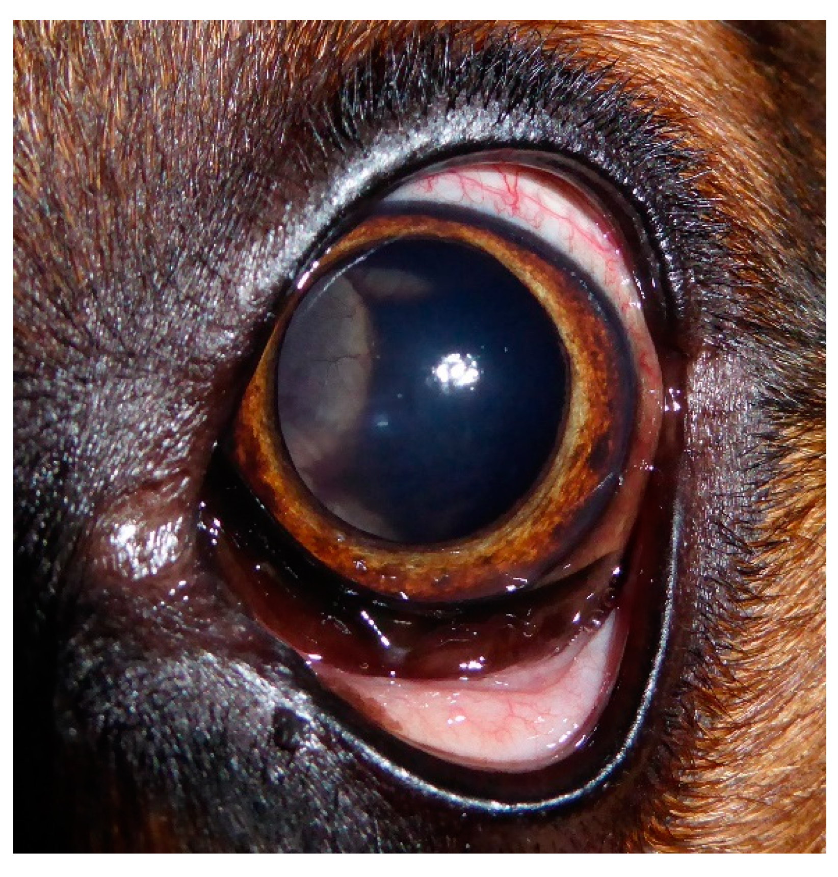 Vetsci 09 00267 g001