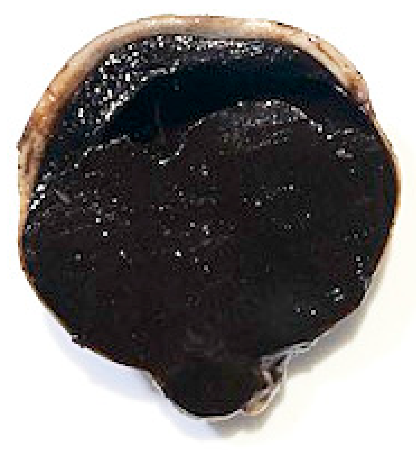 Vetsci 09 00267 g004