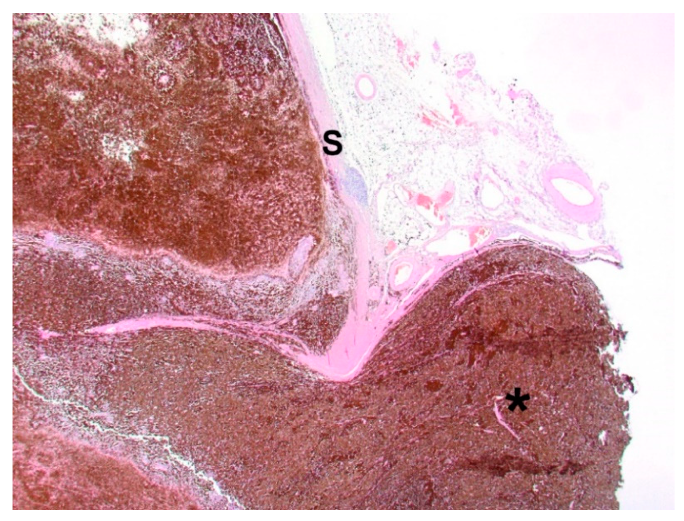 Vetsci 09 00267 g005