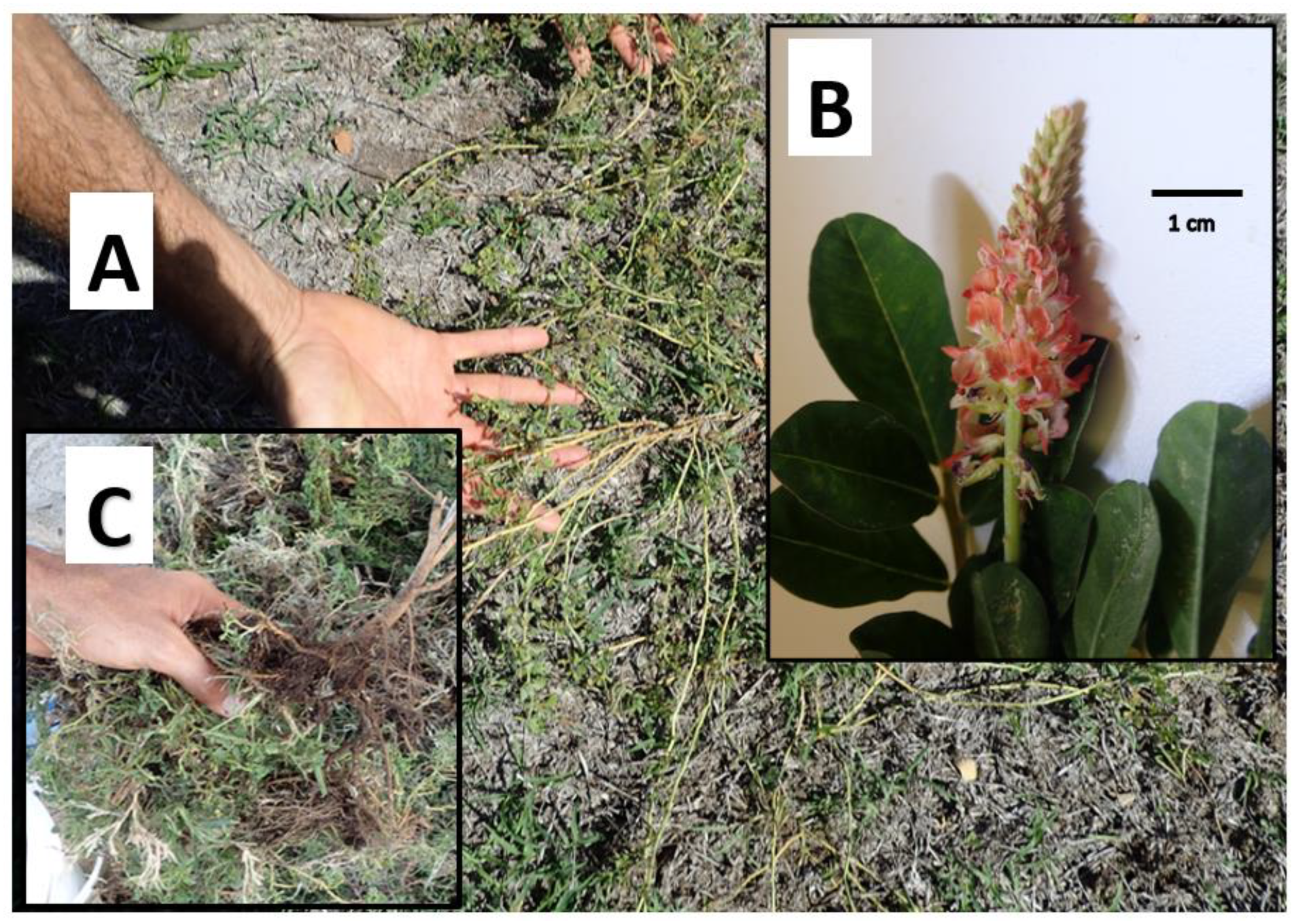 Vetsci 09 00271 g001