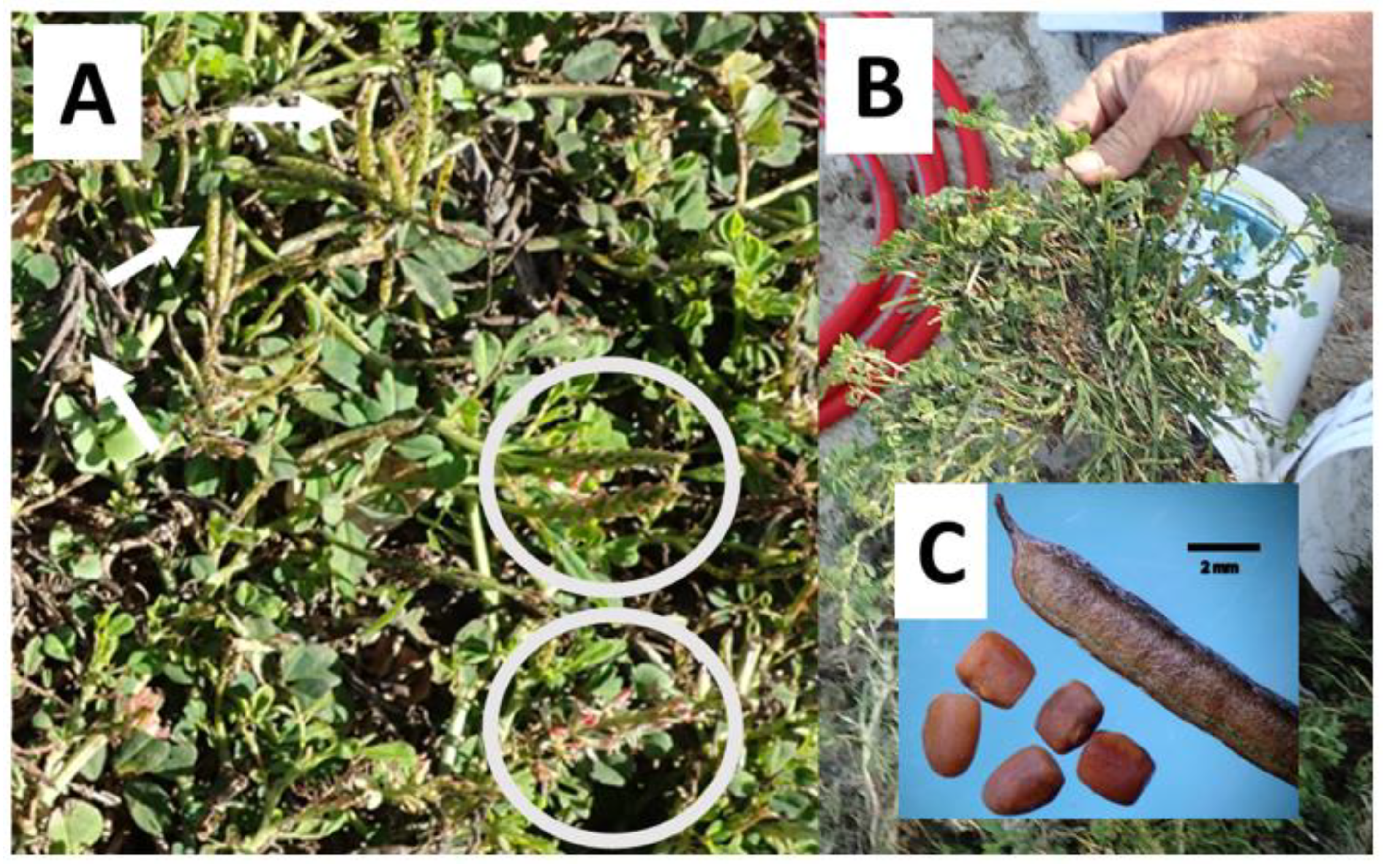 Vetsci 09 00271 g002