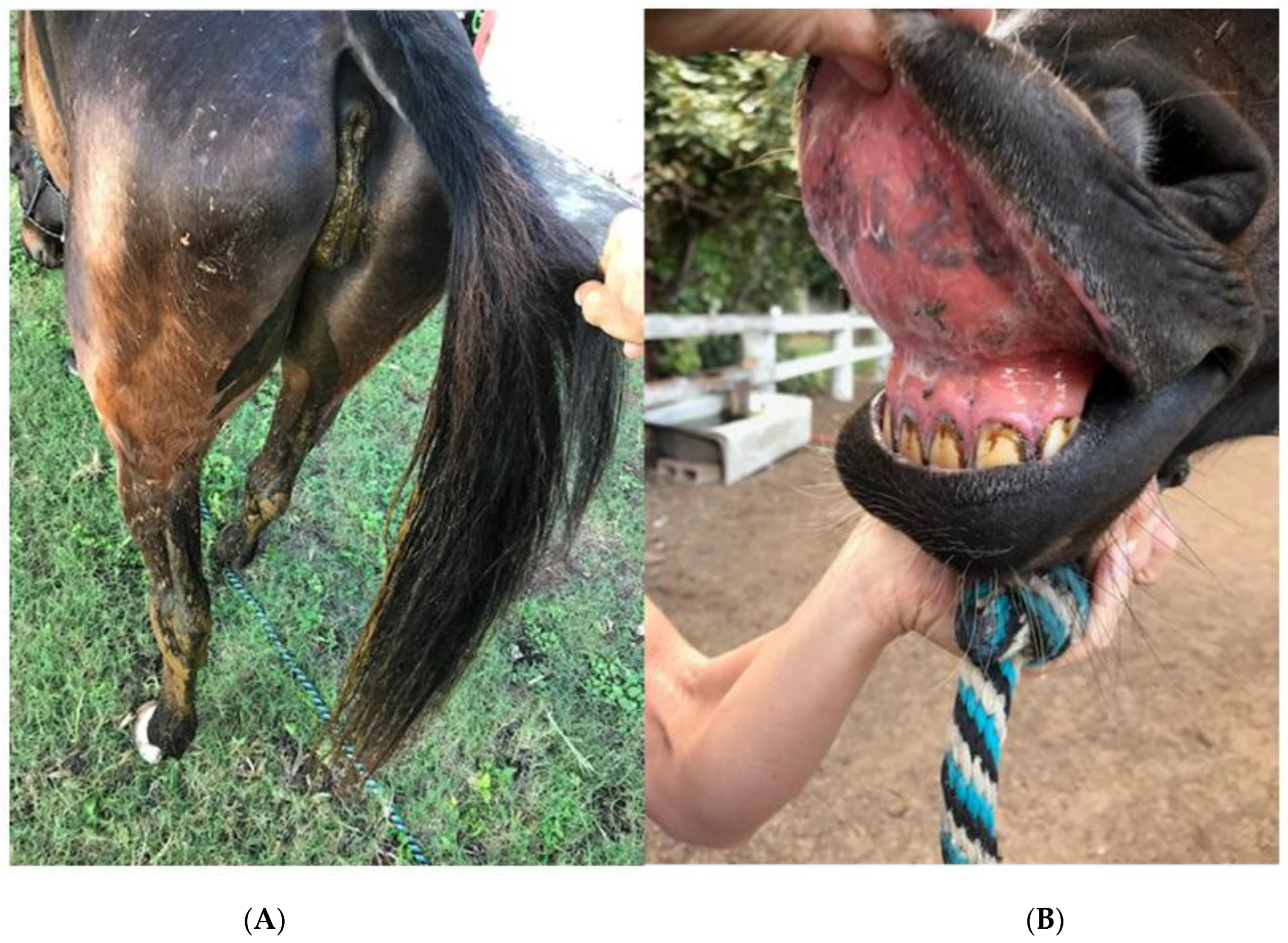 Vetsci 09 00271 g003