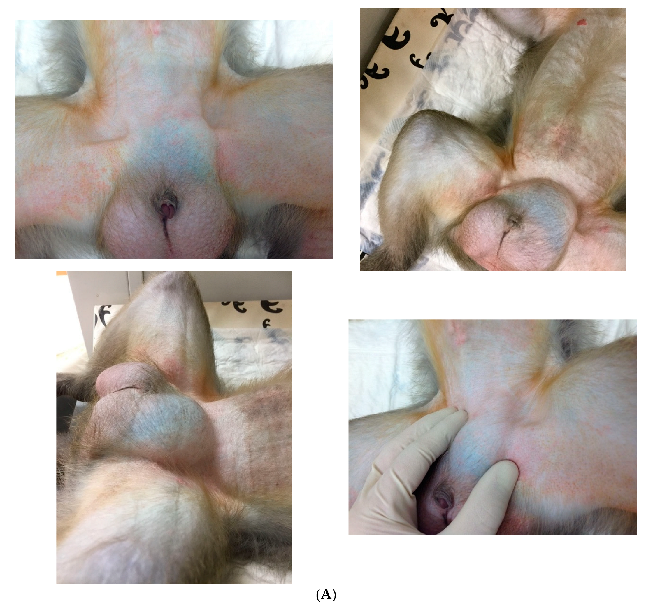 Vetsci 09 00280 g001a