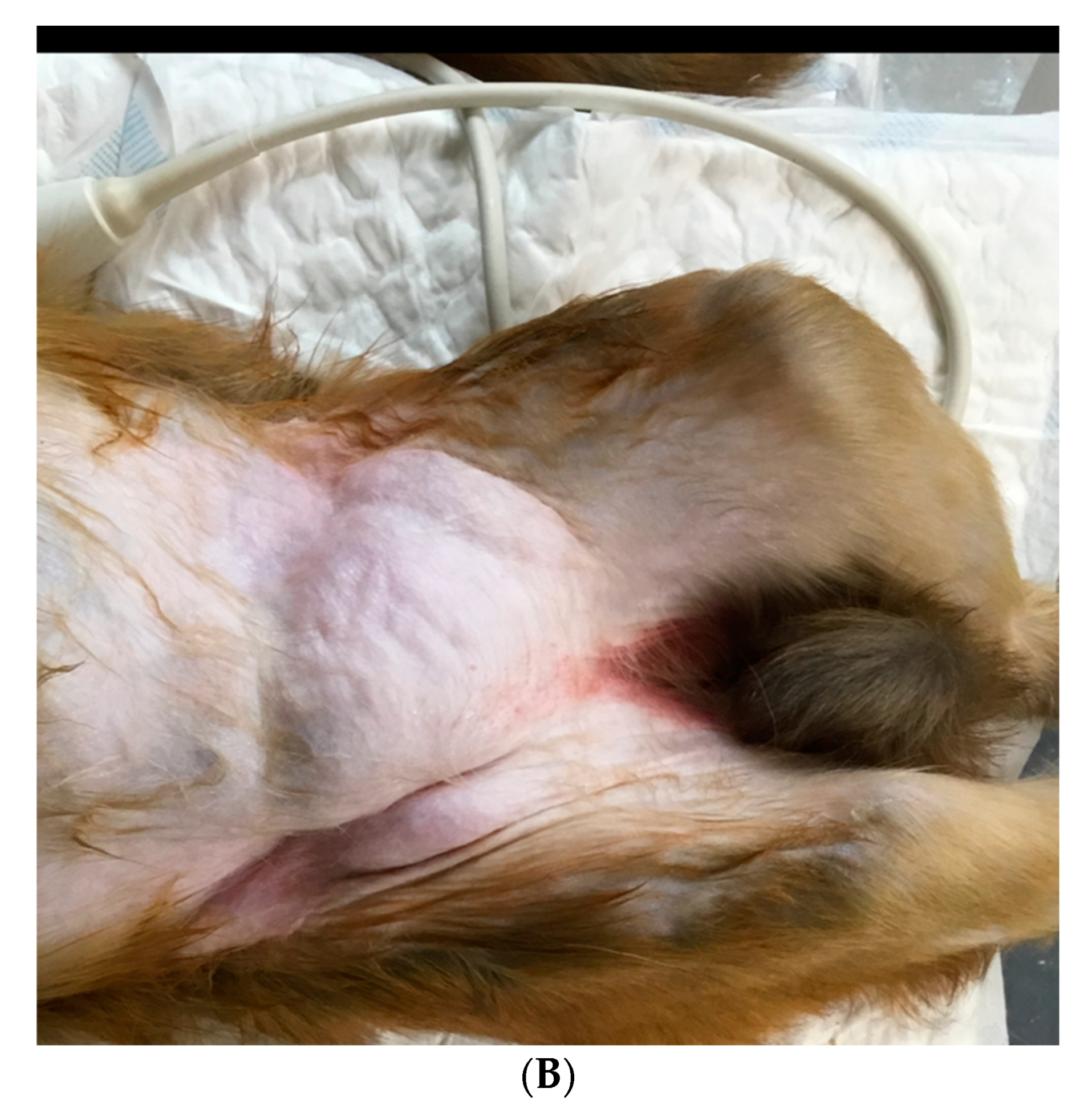 Vetsci 09 00280 g001b