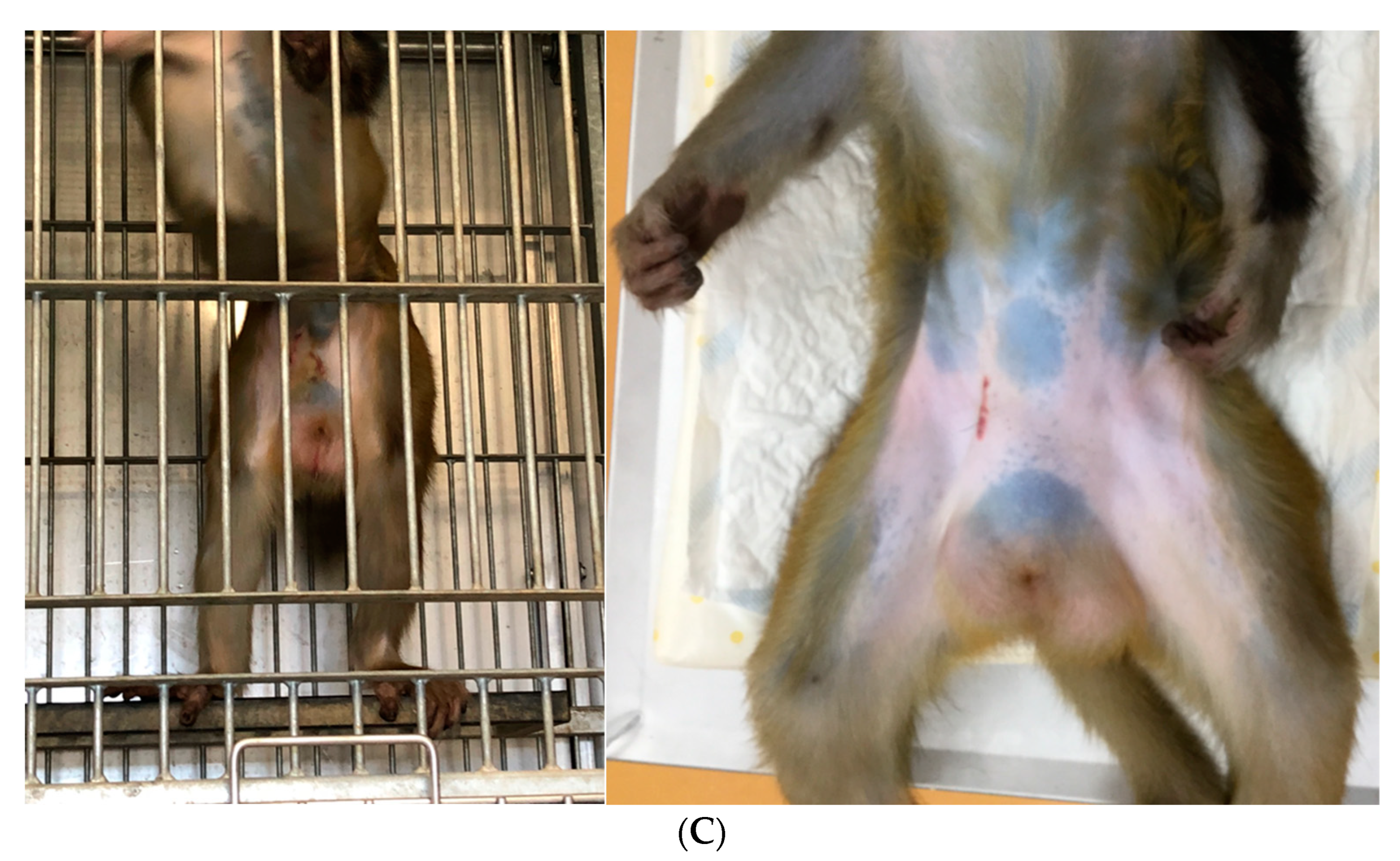 Vetsci 09 00280 g002b