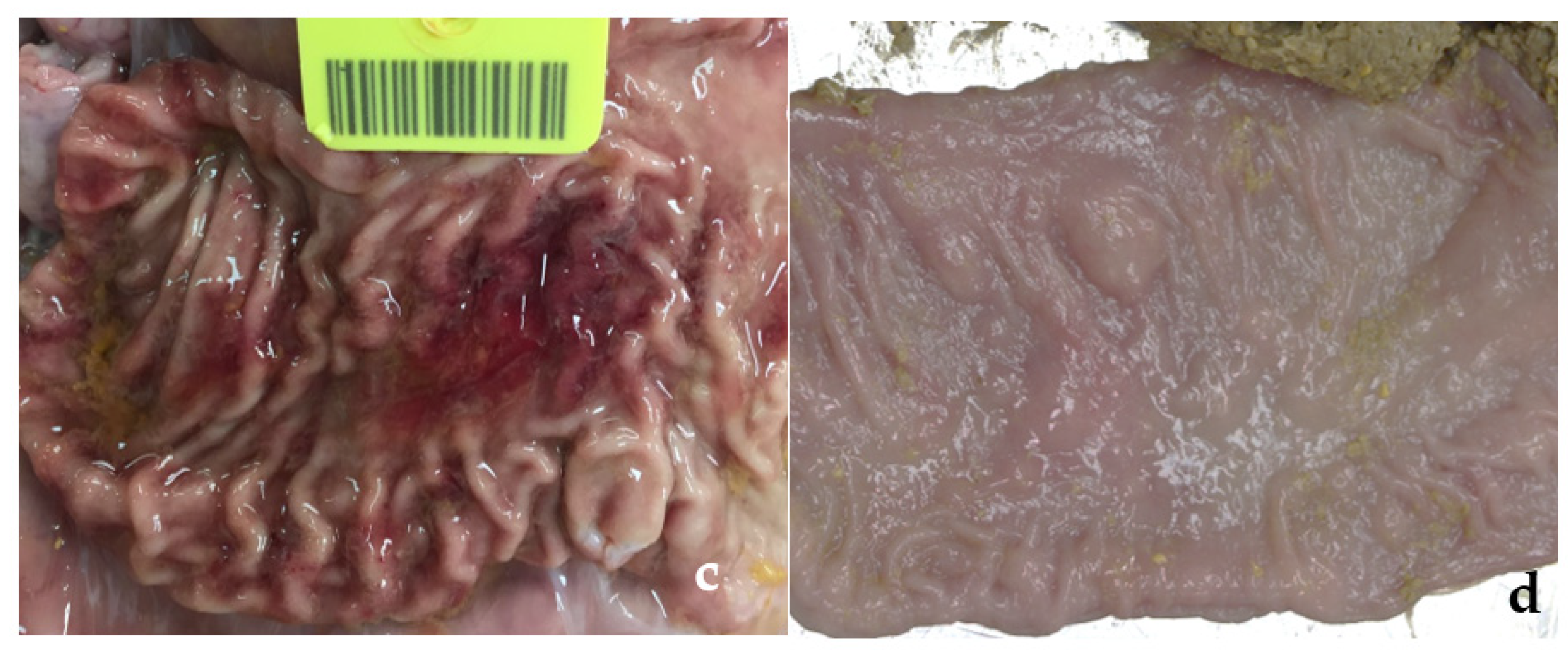 Vetsci 09 00286 g001b