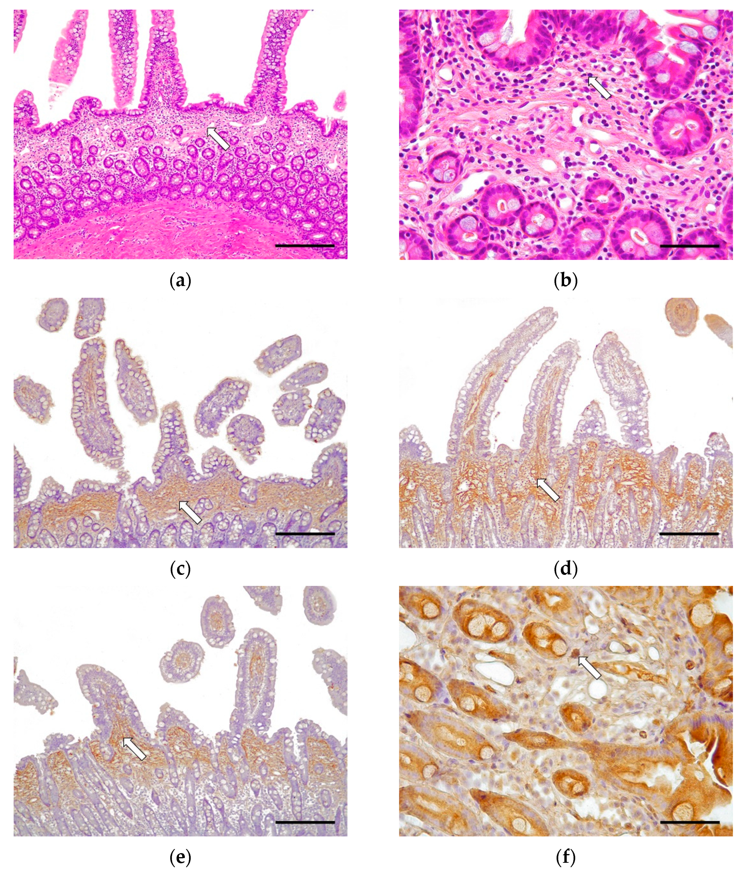 Vetsci 09 00291 g001 Vetsci 09 00291 g001