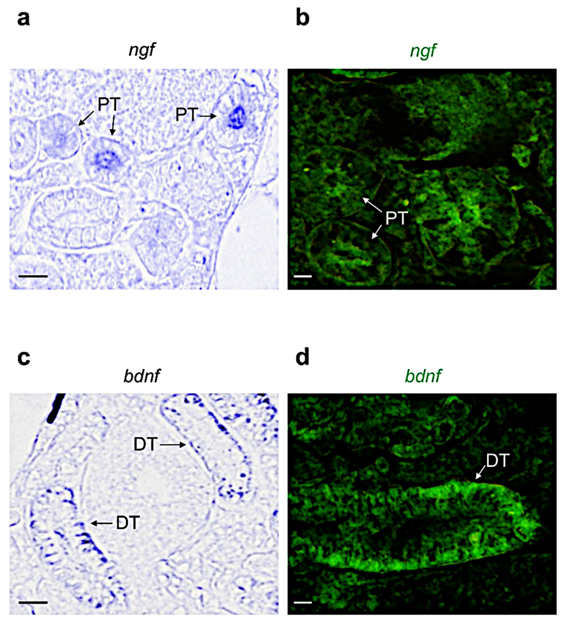 Vetsci 09 00296 g002