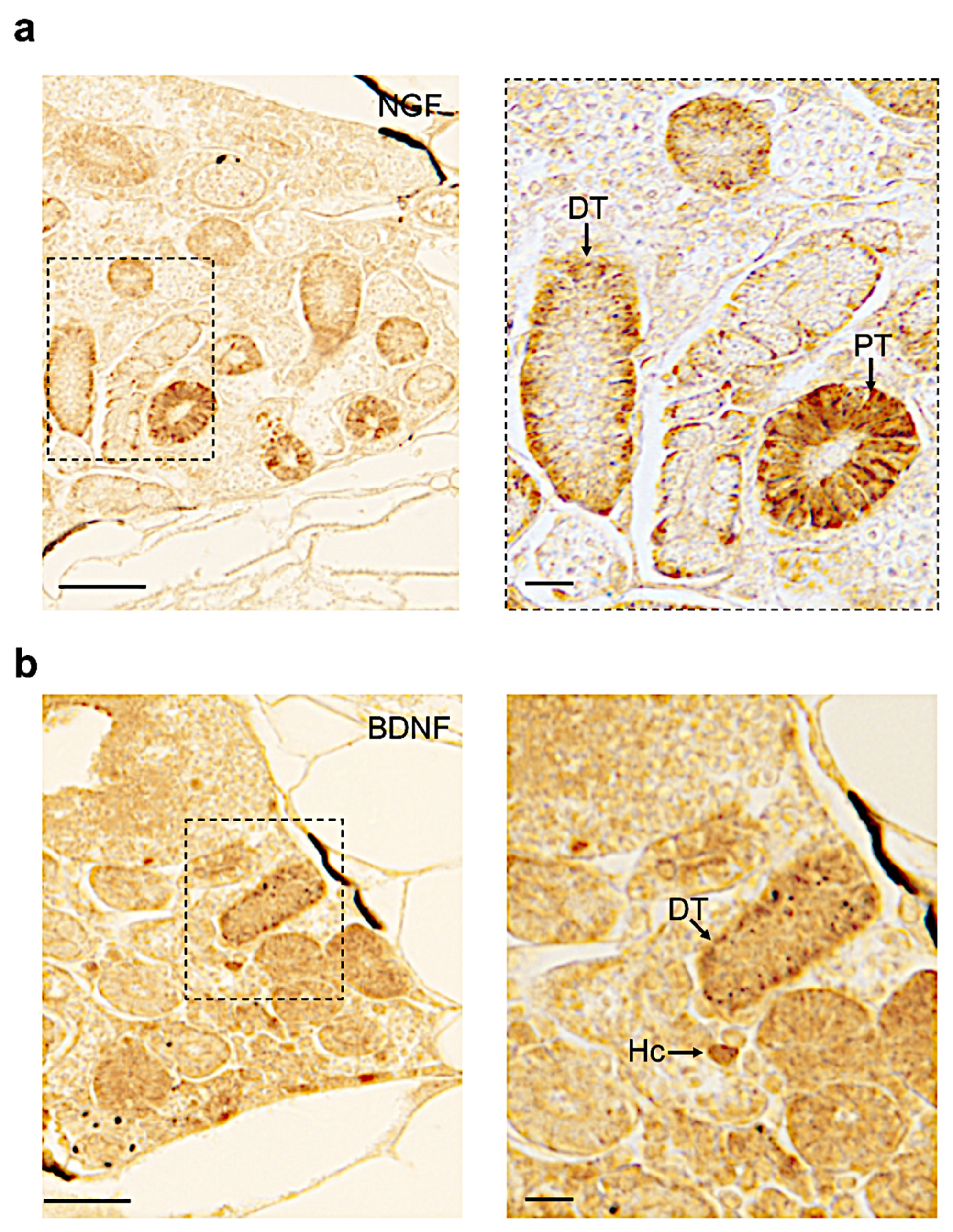 Vetsci 09 00296 g006
