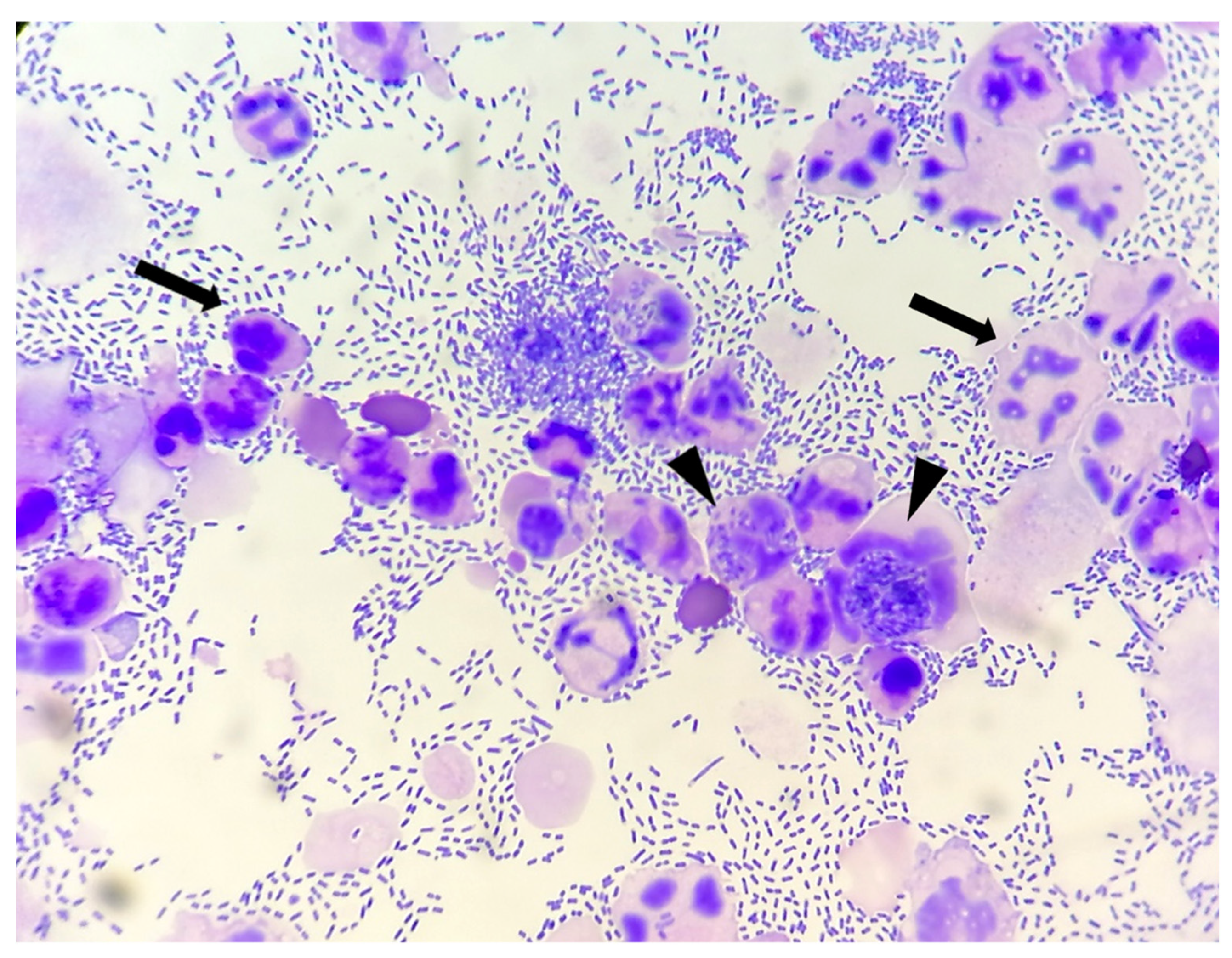 Vetsci 09 00304 g001