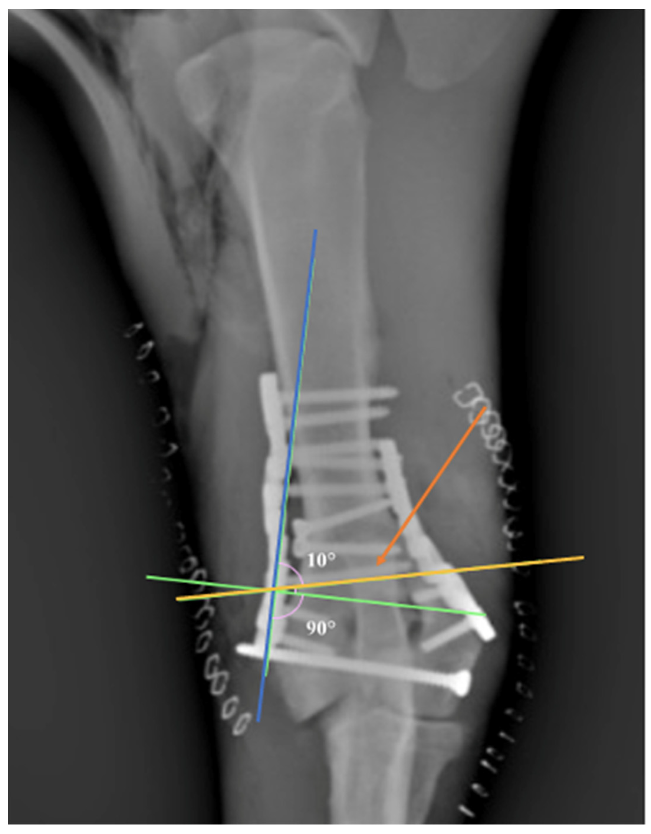 Vetsci 09 00310 g002